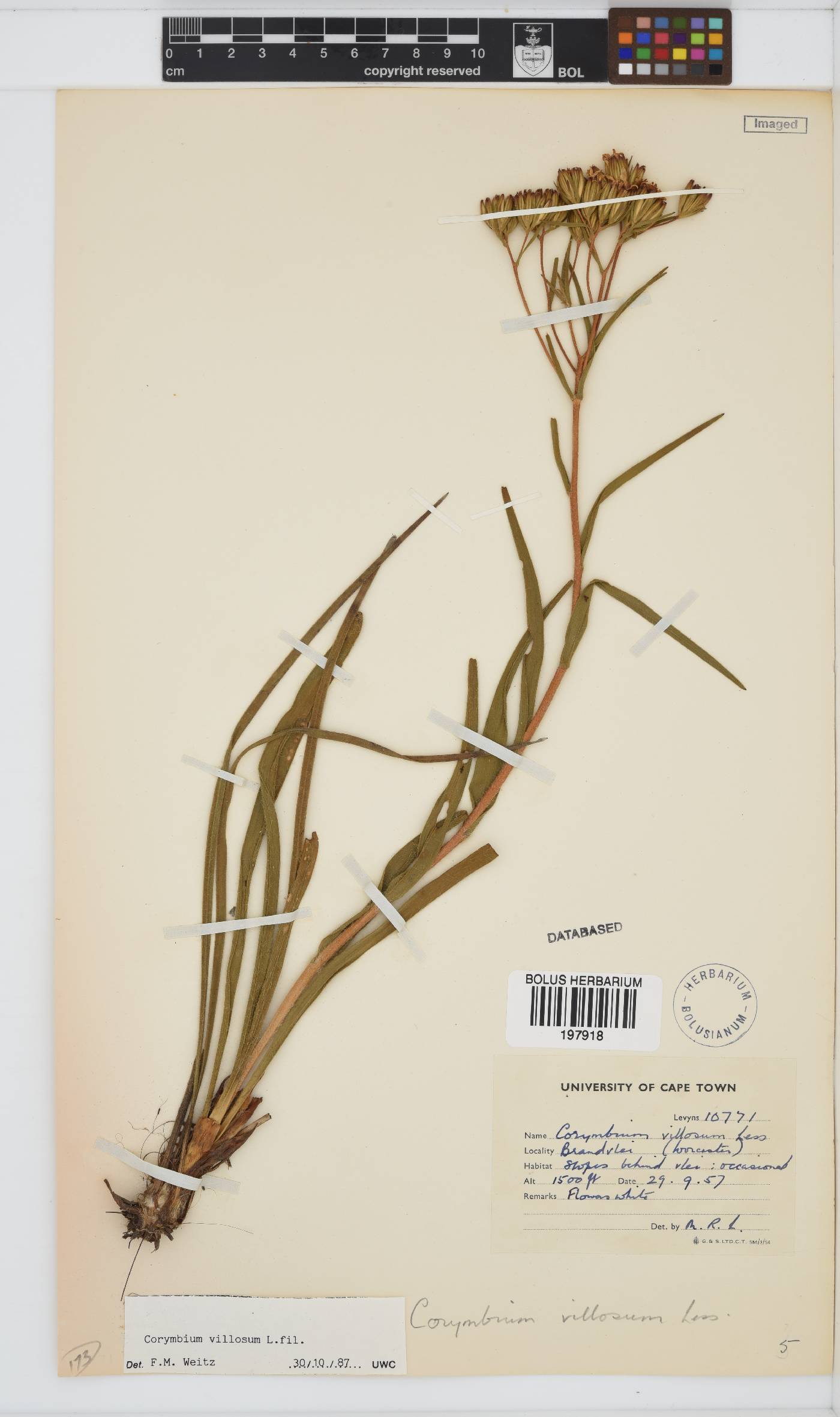 Corymbium villosum image