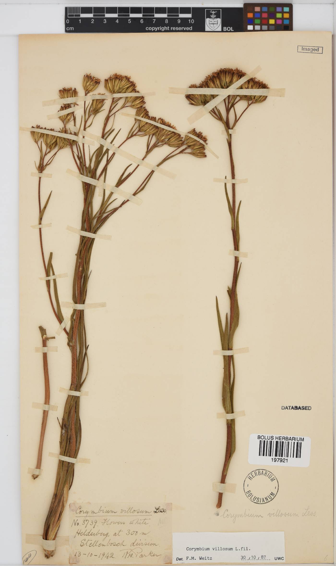 Corymbium villosum image