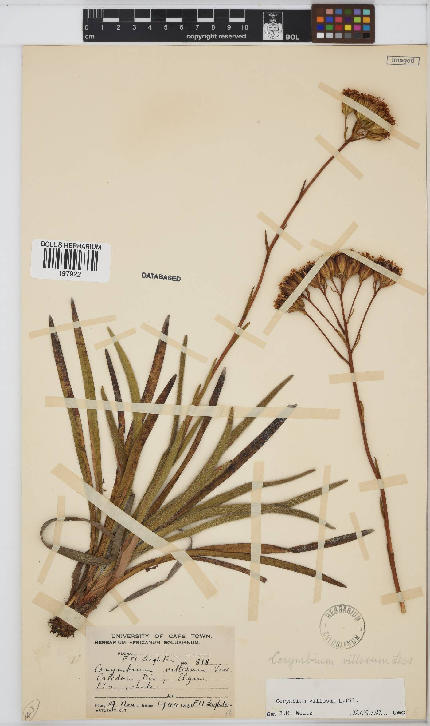 Corymbium villosum image