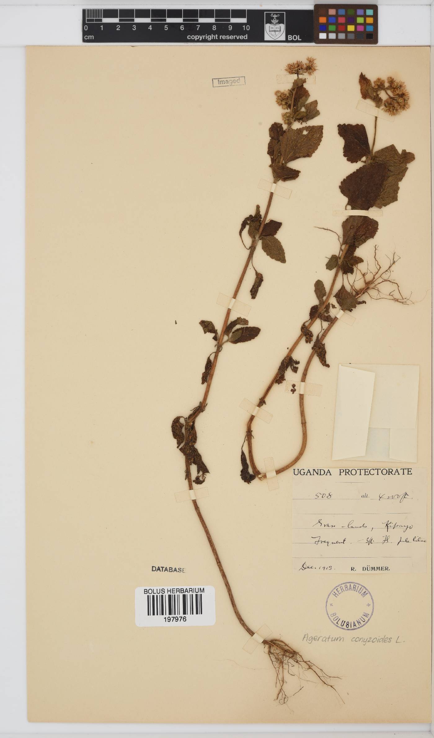 Ageratum conyzoides image