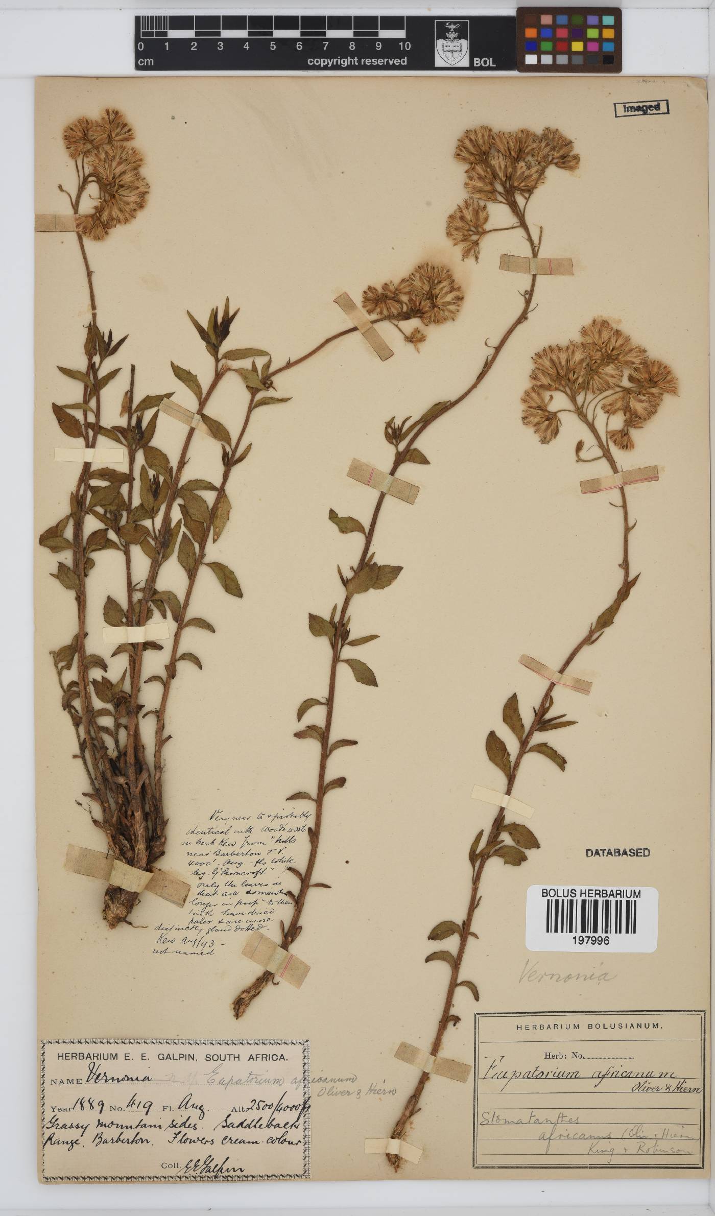 Stomatanthes africanus image