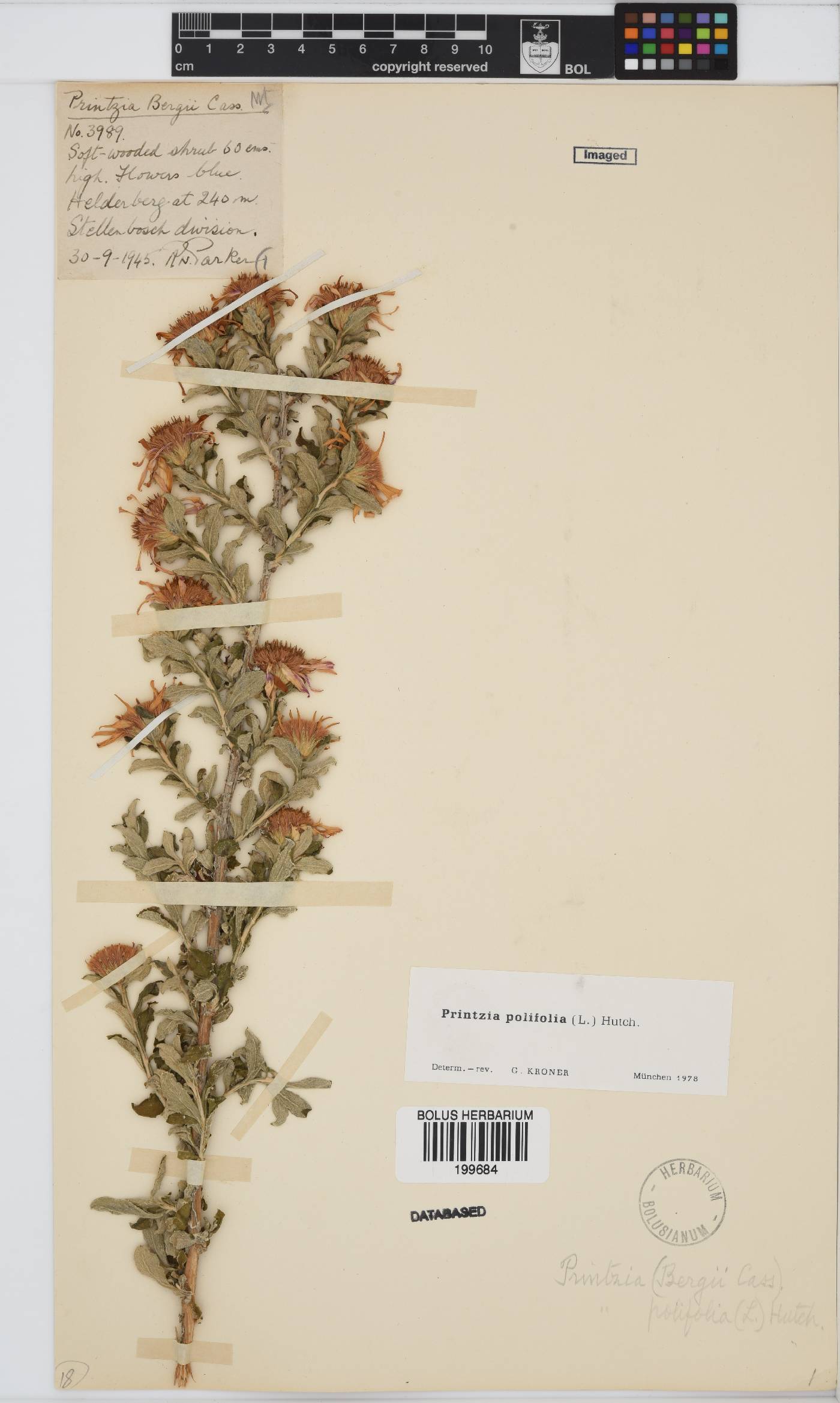 Printzia polifolia image