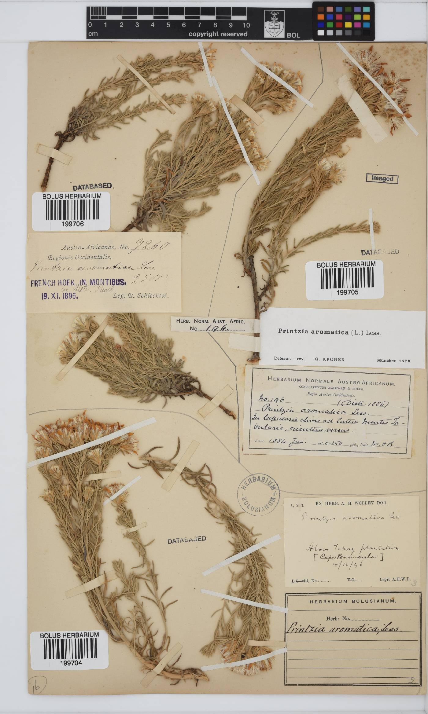 Printzia aromatica image