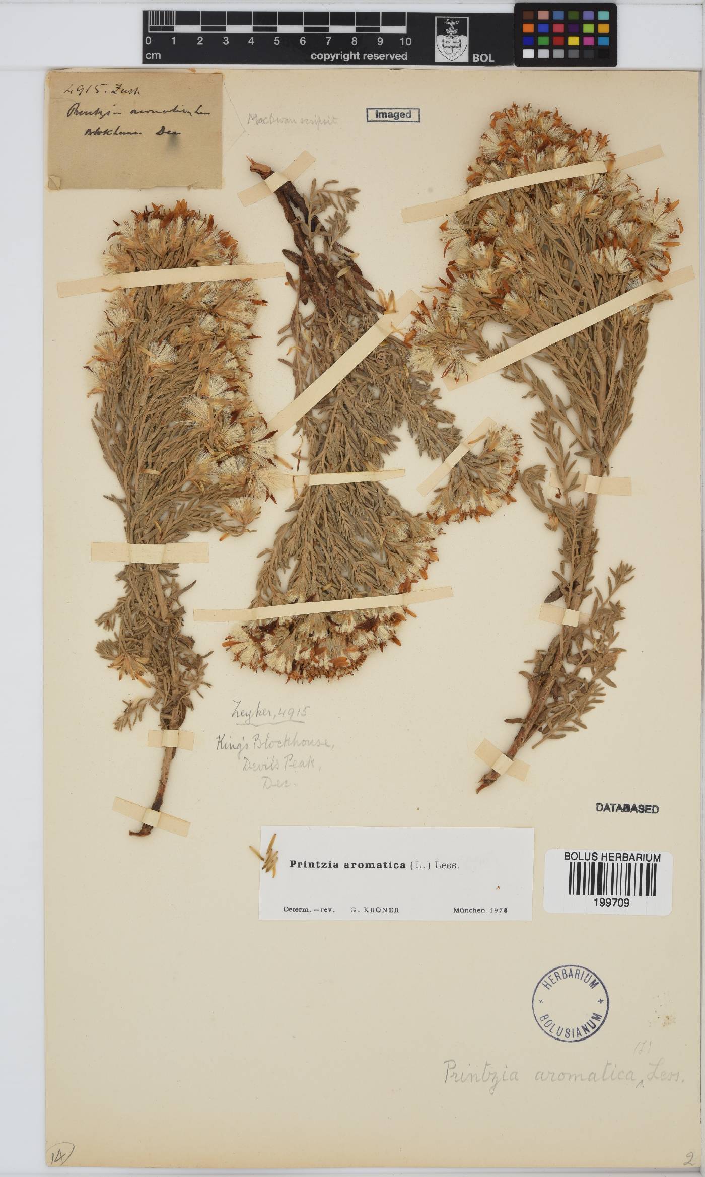 Printzia aromatica image
