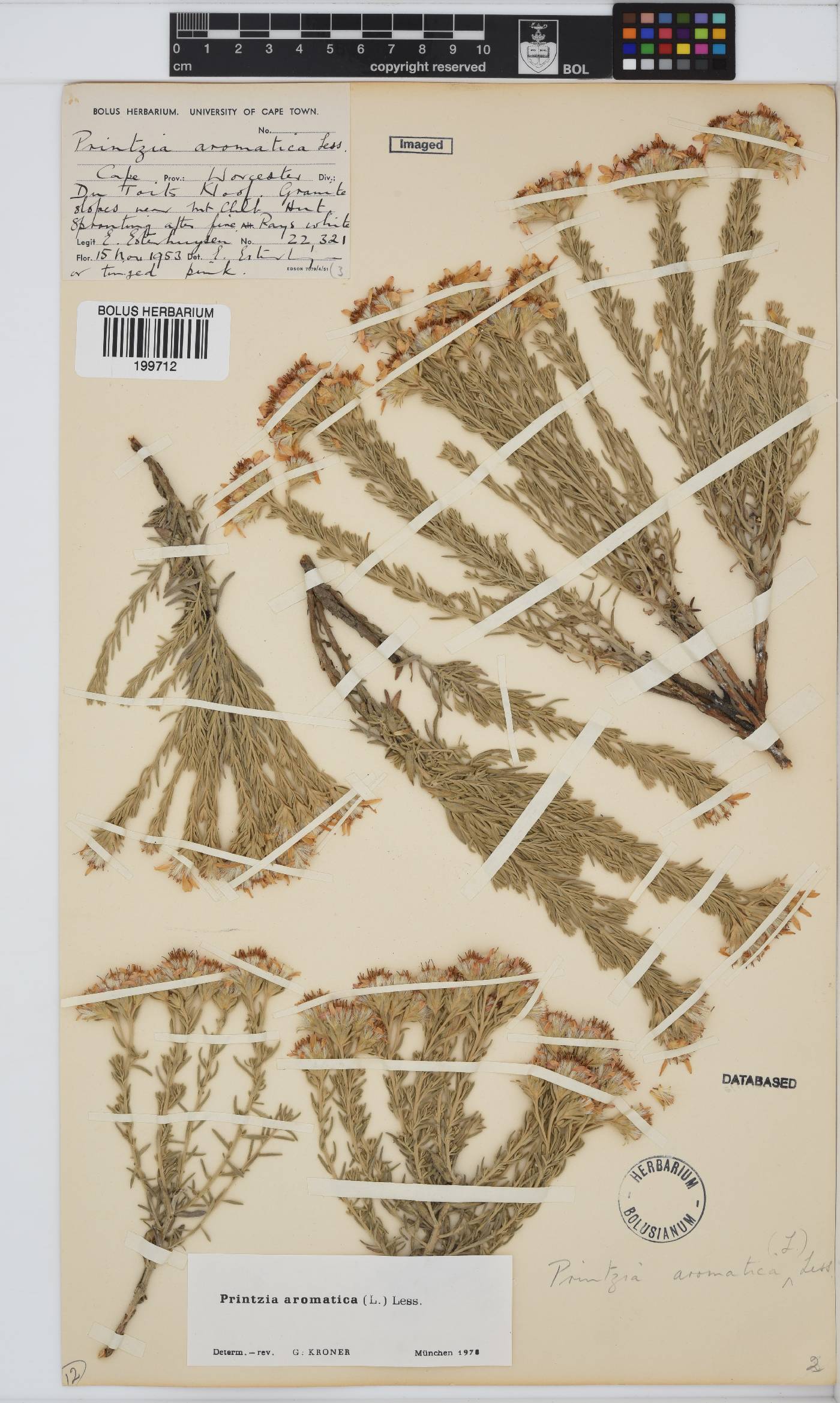 Printzia aromatica image