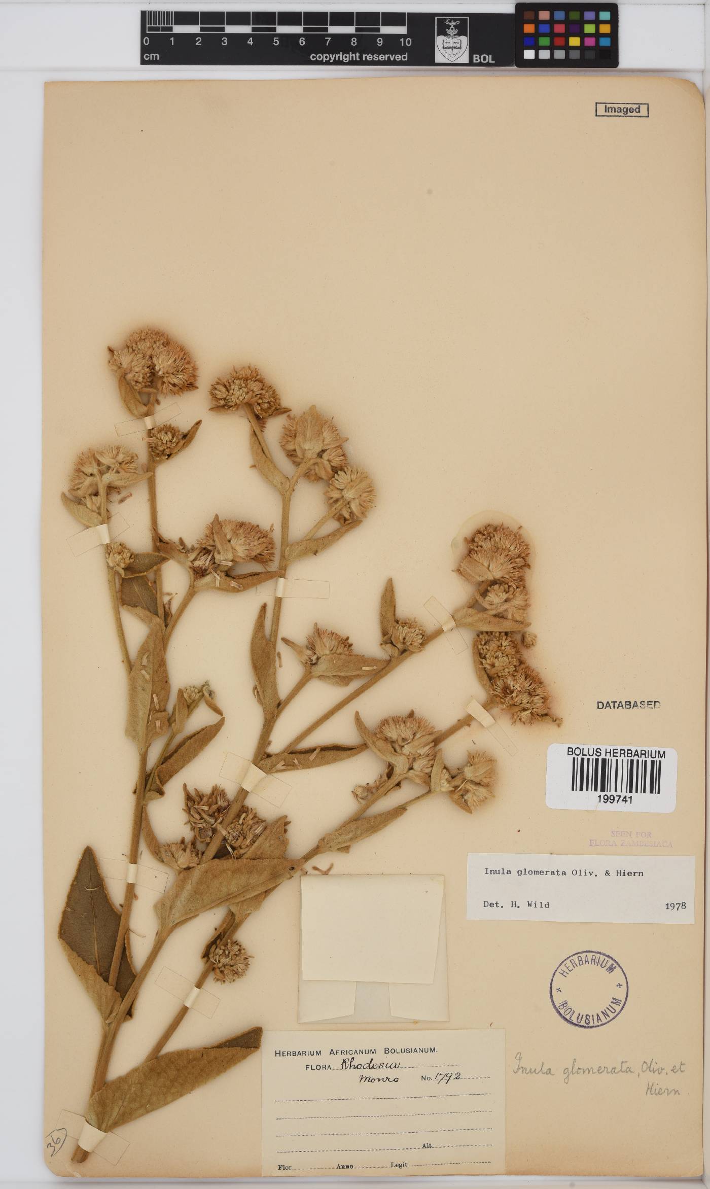 Inula glomerata image