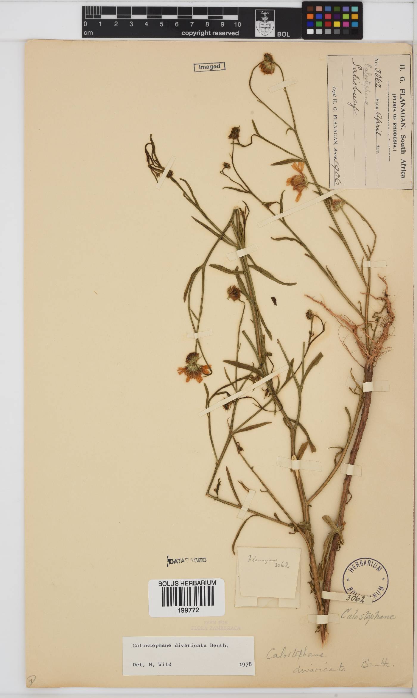 Calostephane divaricata image