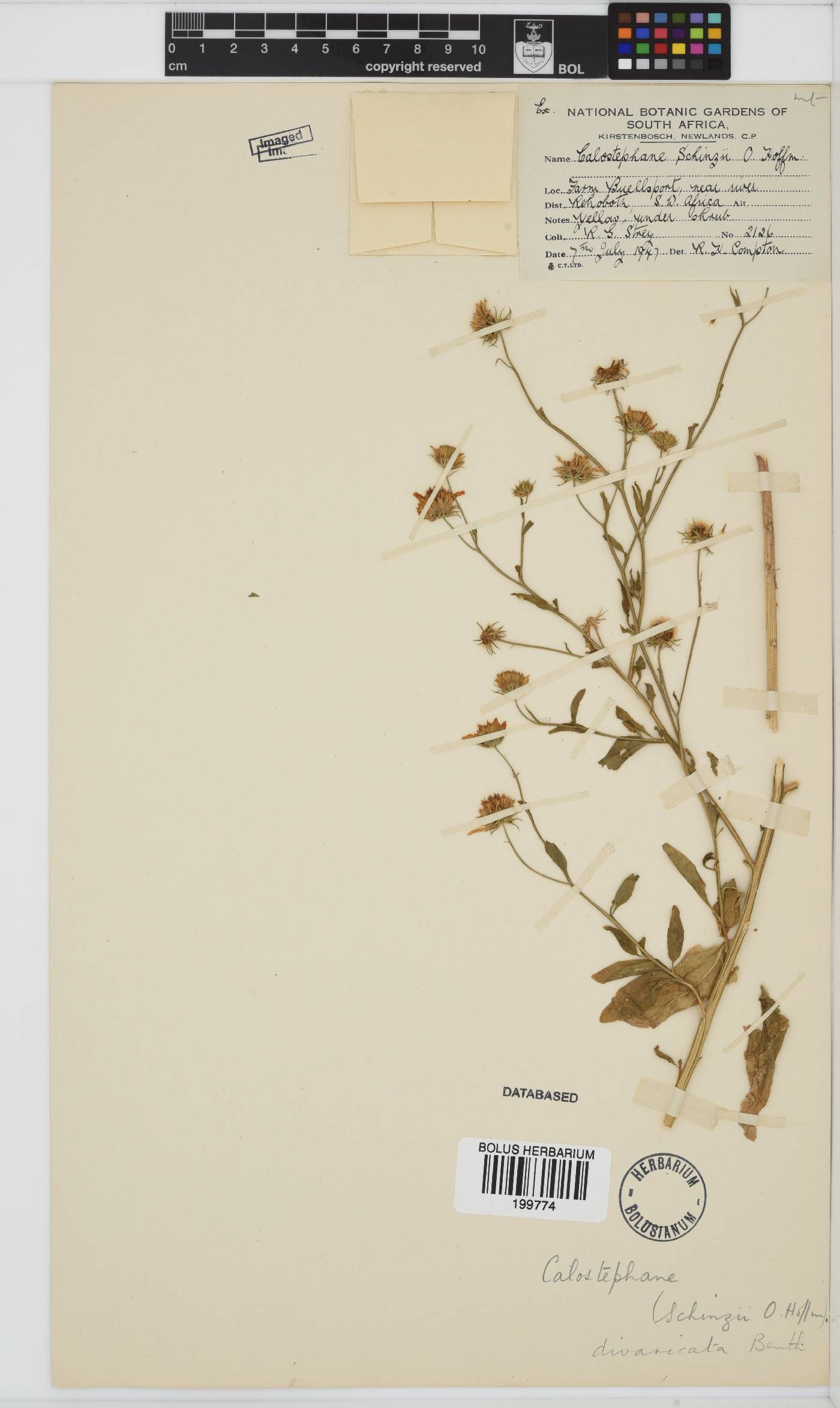 Calostephane image