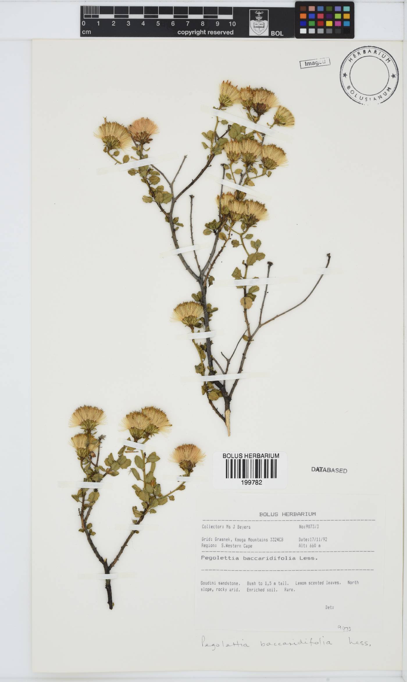 Pegolettia baccharidifolia image