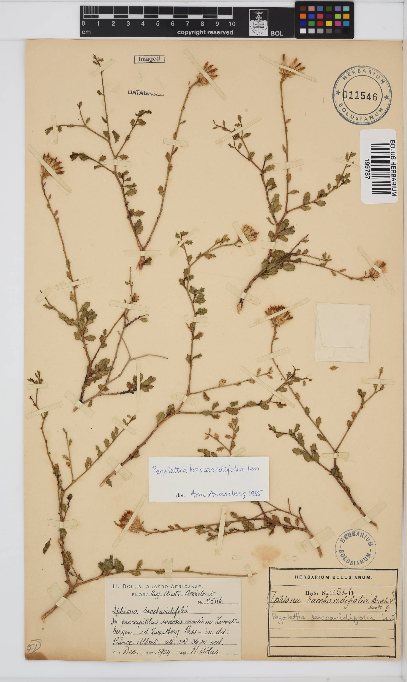Pegolettia baccharidifolia image