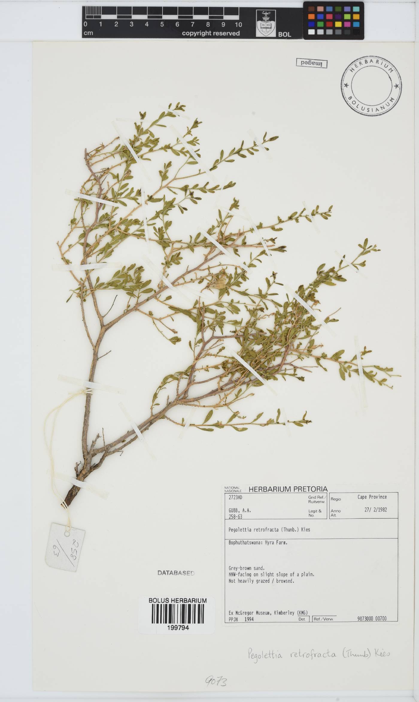 Pegolettia retrofracta image