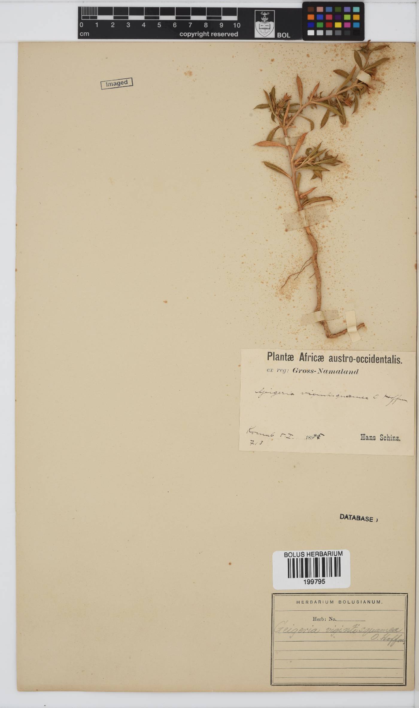 Geigeria vigintisquamea image
