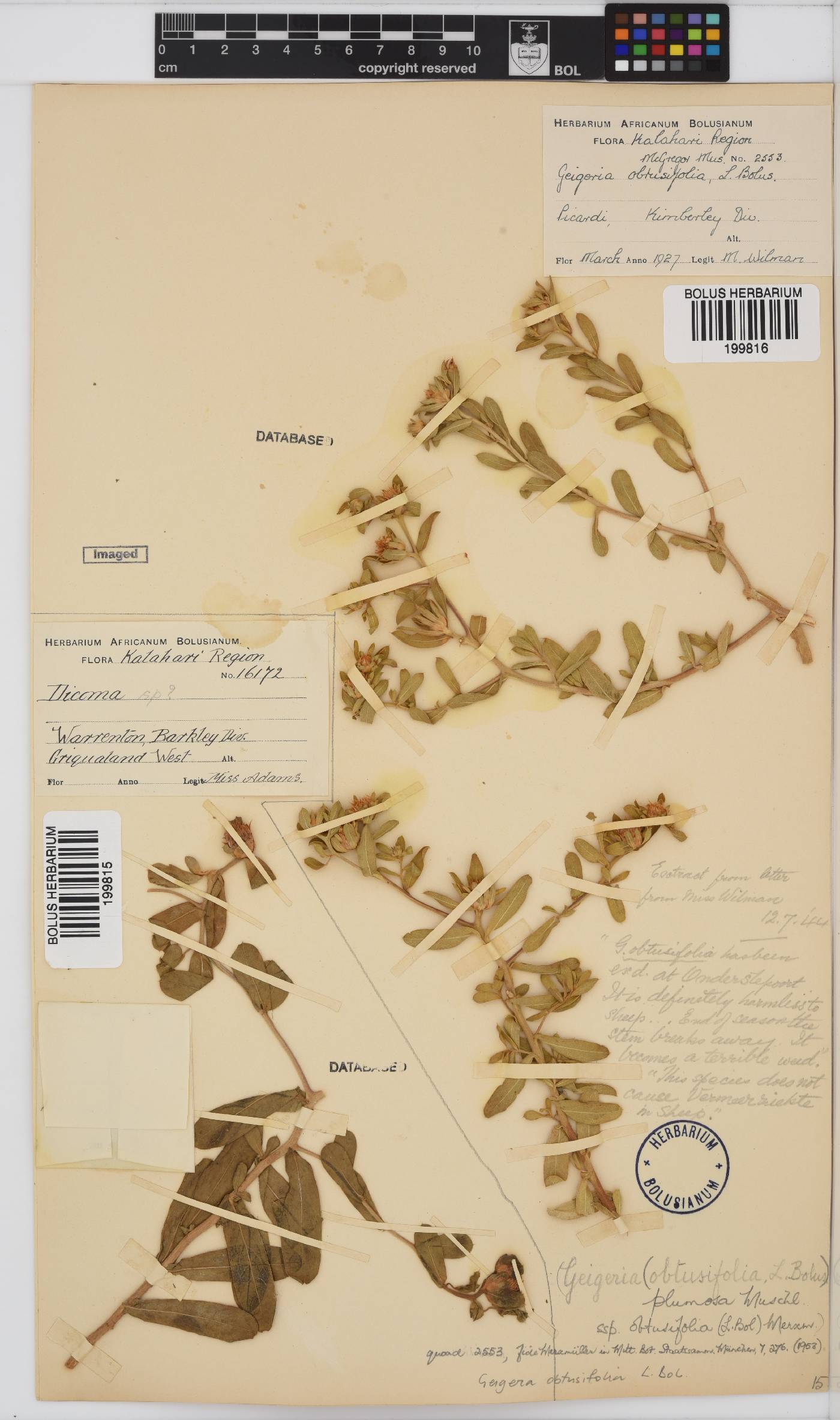 Geigeria obtusifolia image