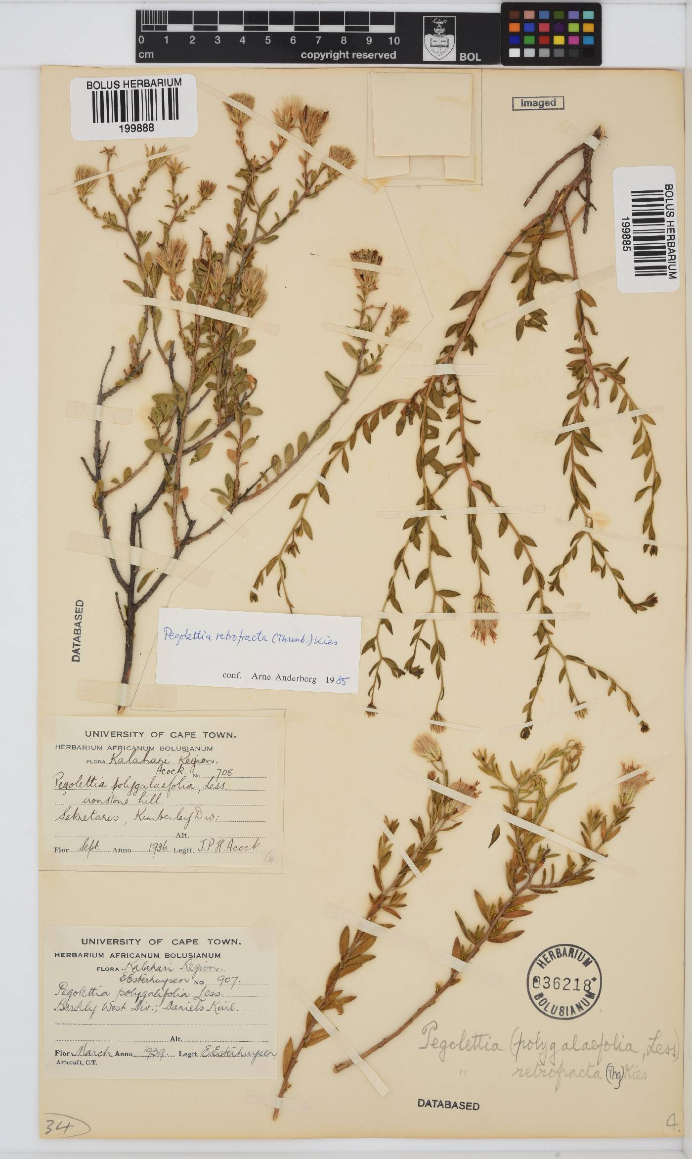 Pegolettia retrofracta image