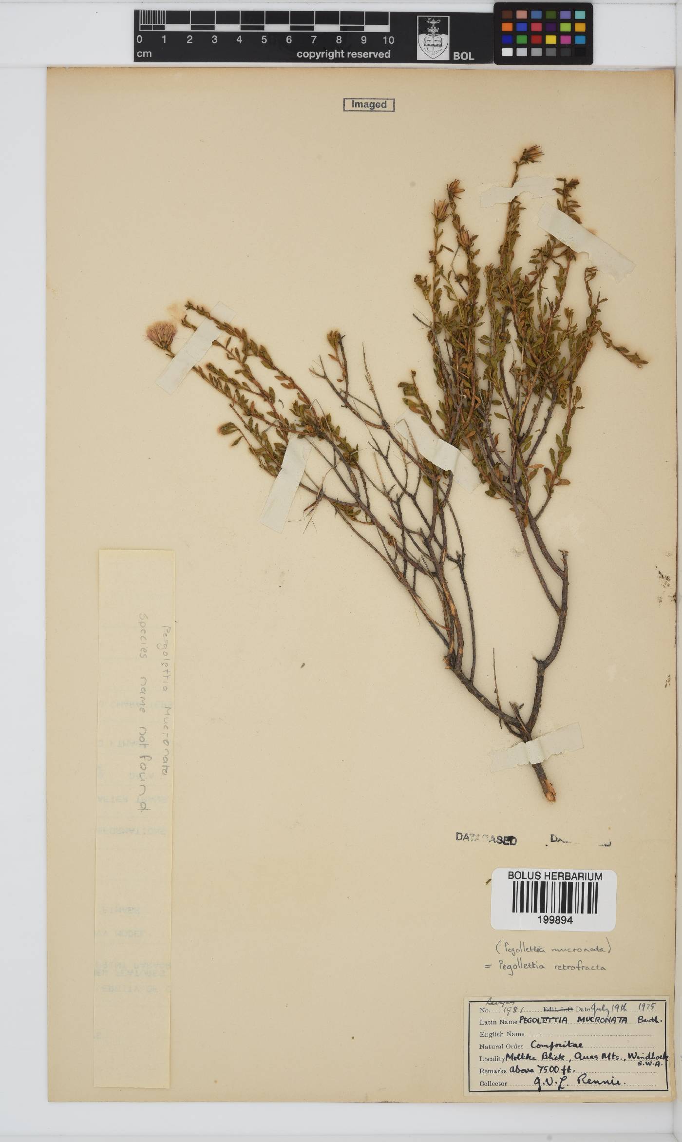 Pegolettia retrofracta image
