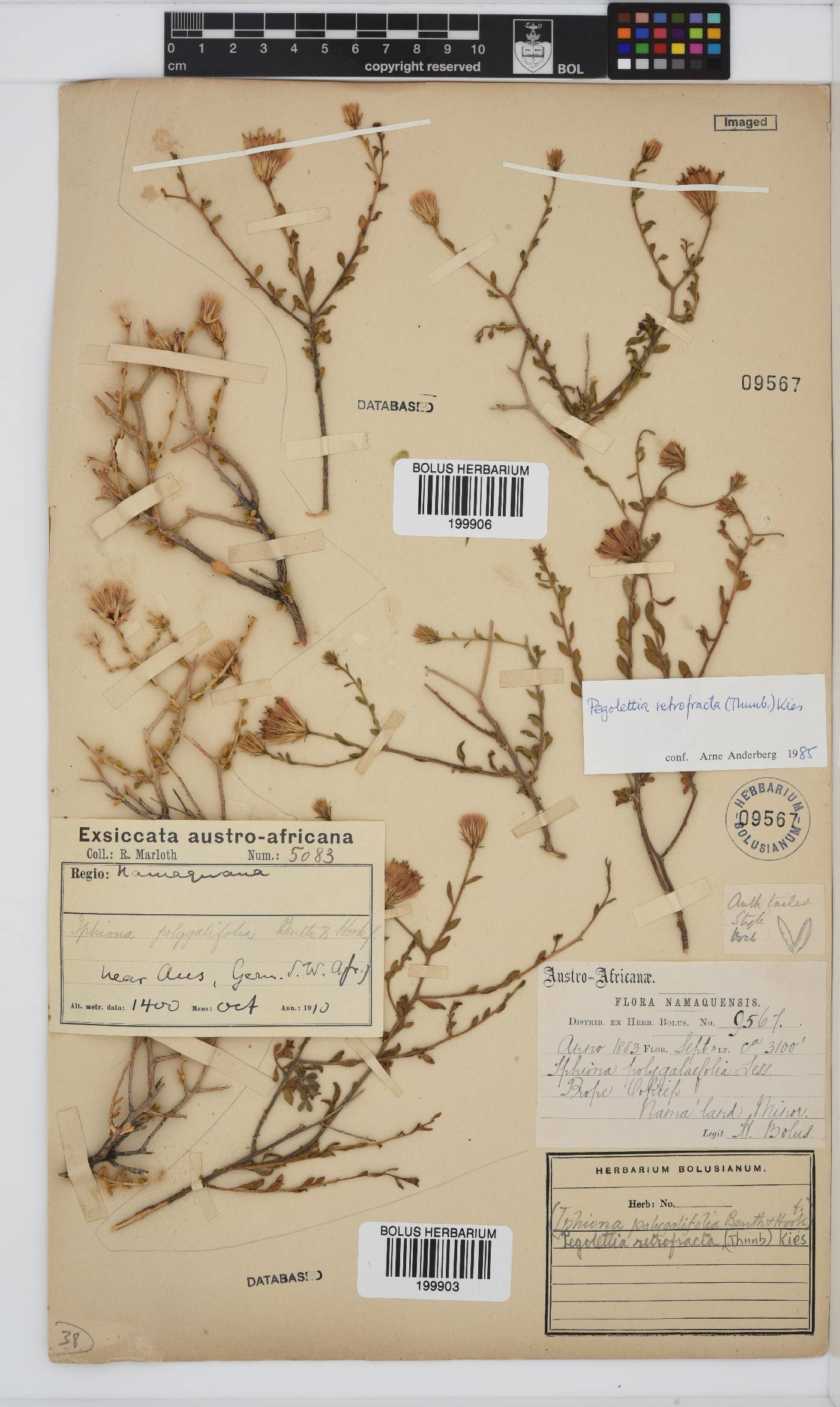 Pegolettia retrofracta image