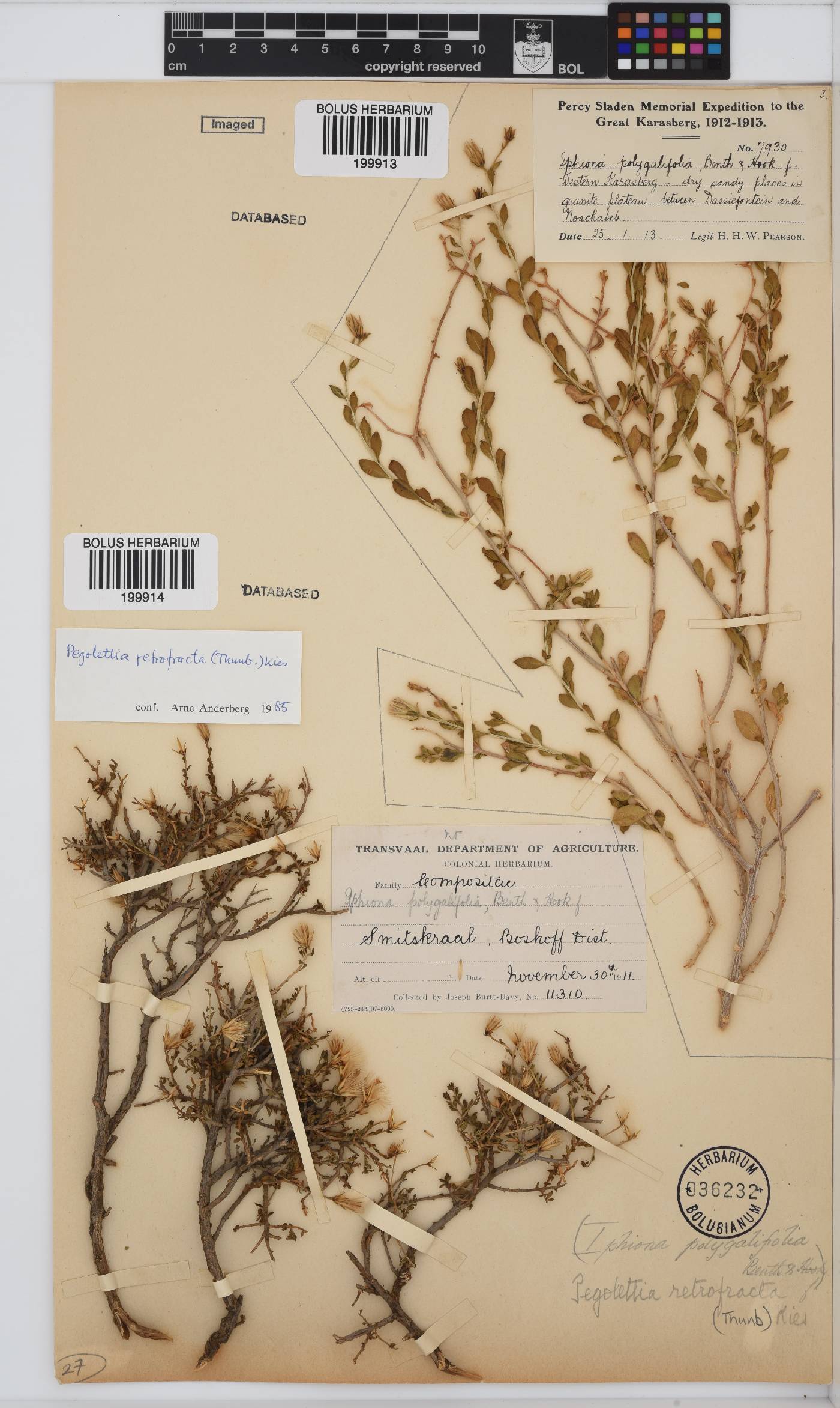 Pegolettia retrofracta image