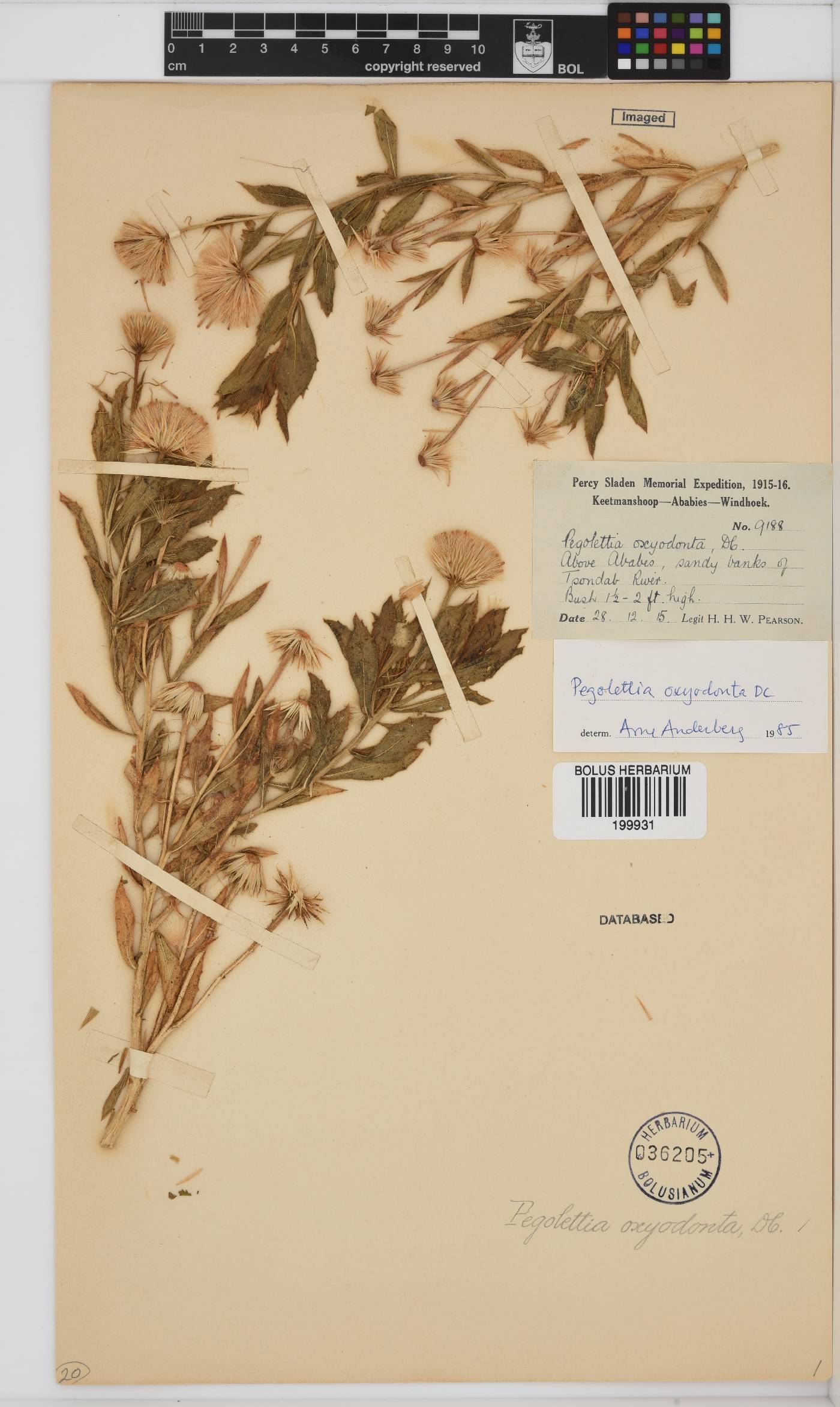 Pegolettia oxyodonta image