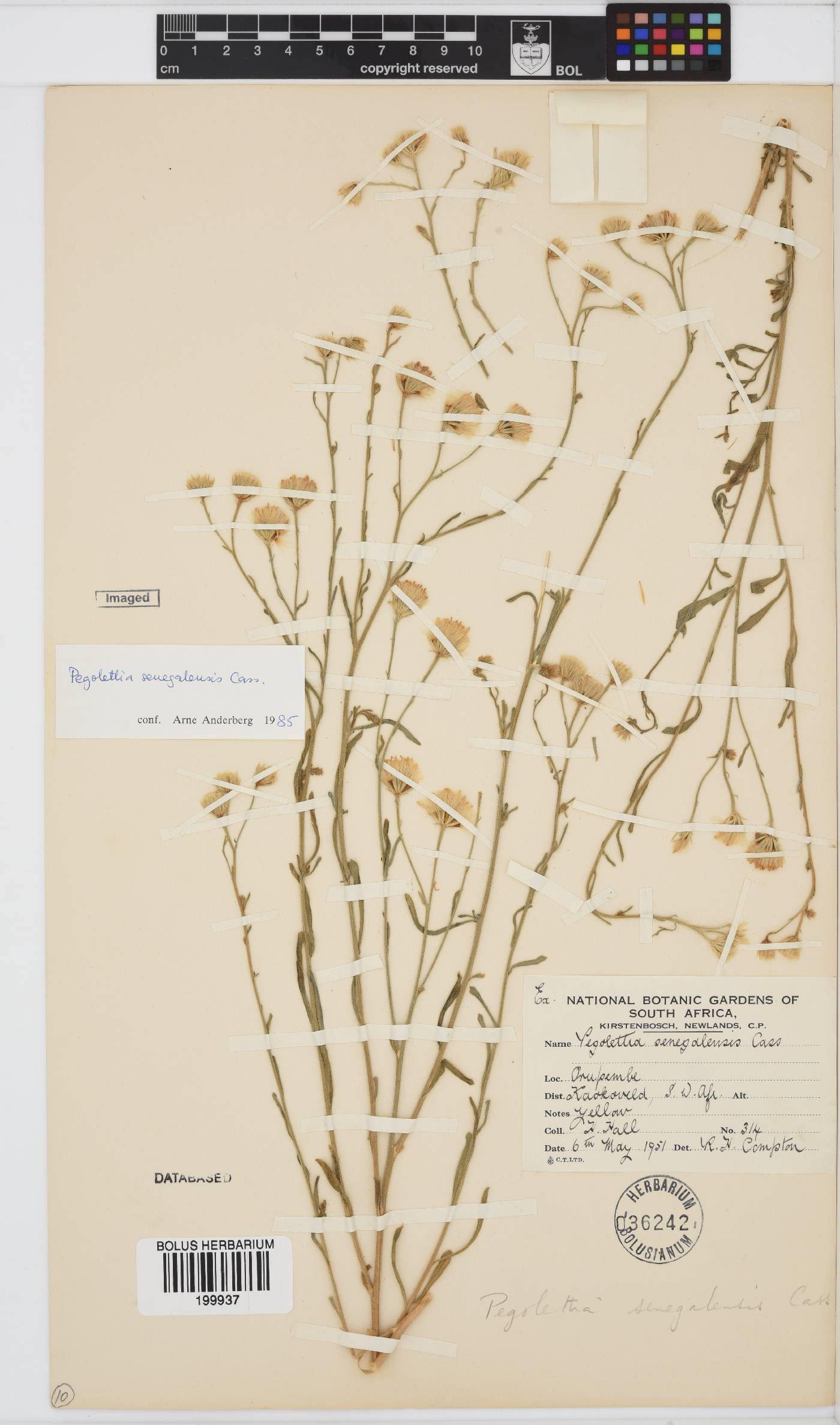 Pegolettia senegalensis image