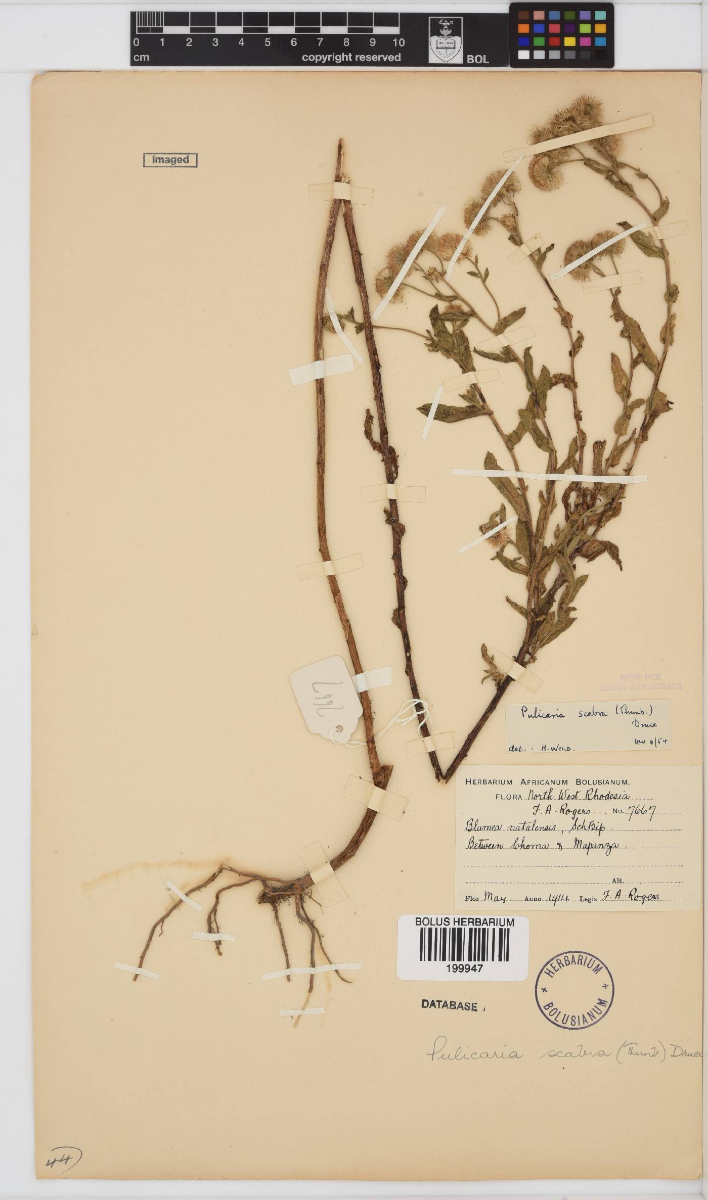 Pulicaria scabra image