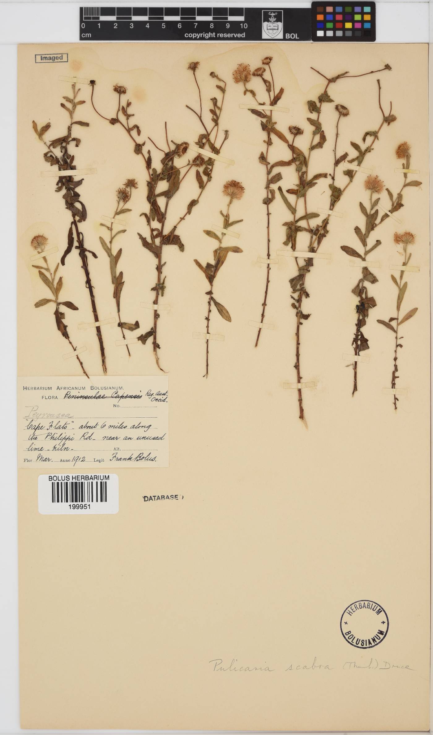 Pulicaria scabra image