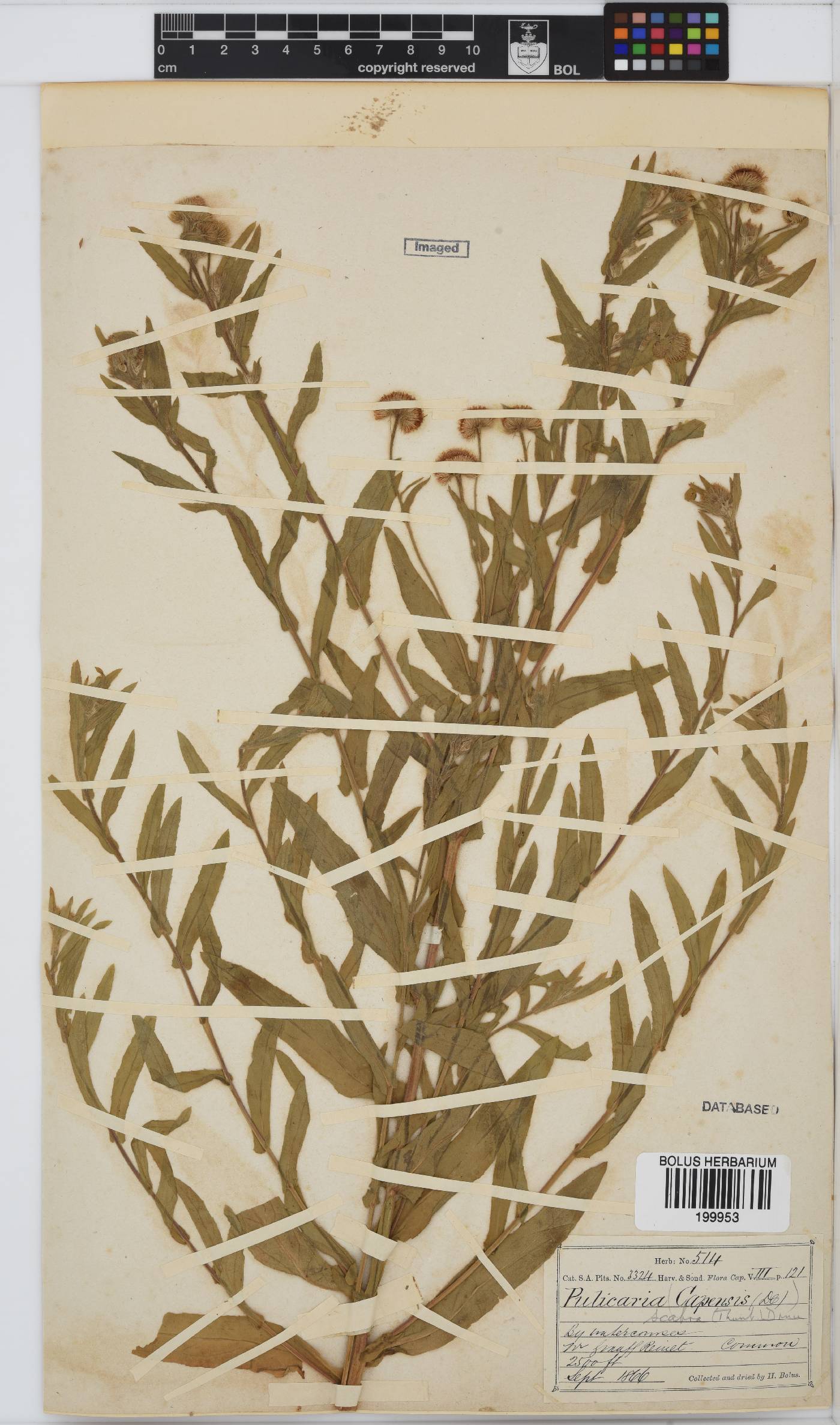 Pulicaria scabra image