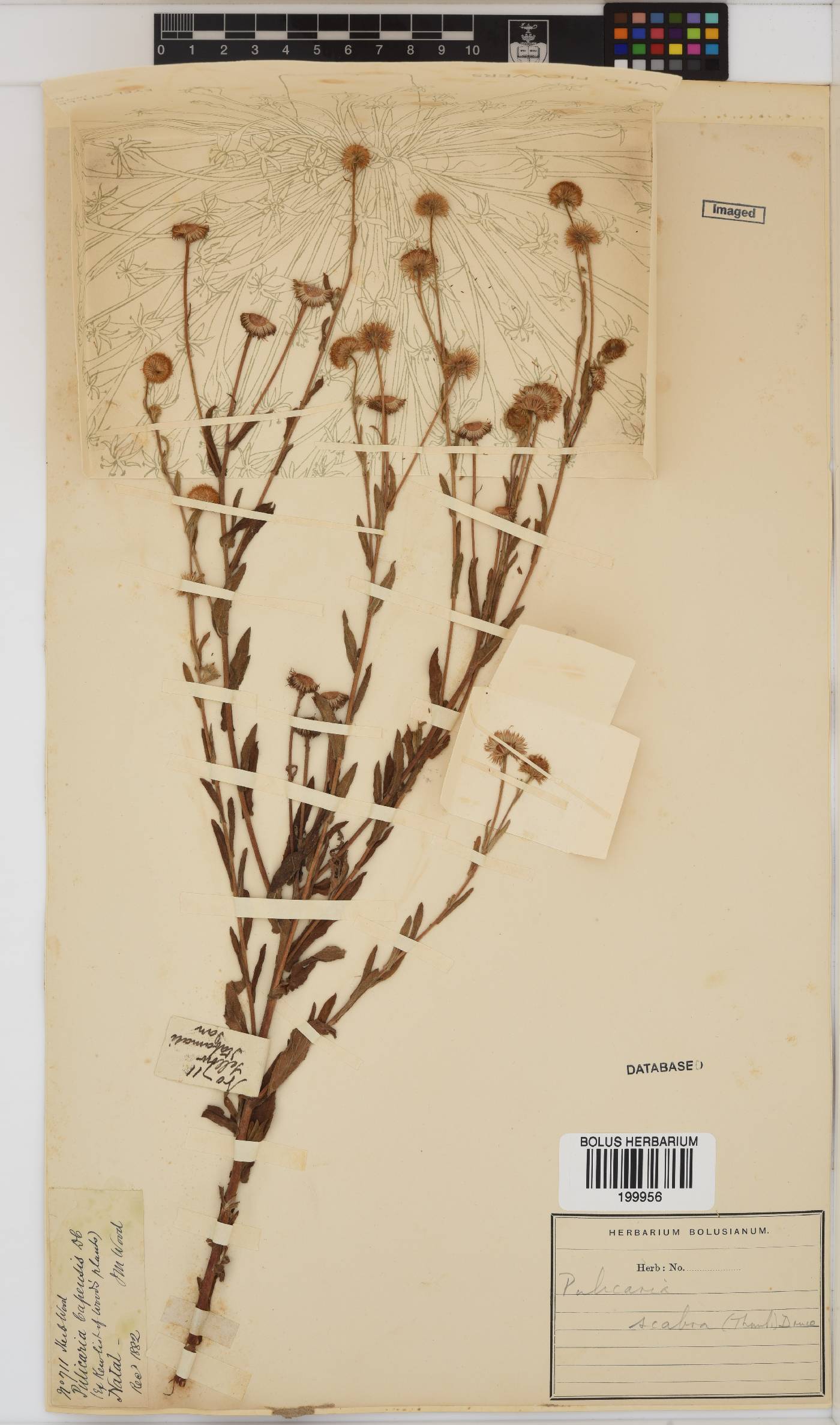 Pulicaria scabra image