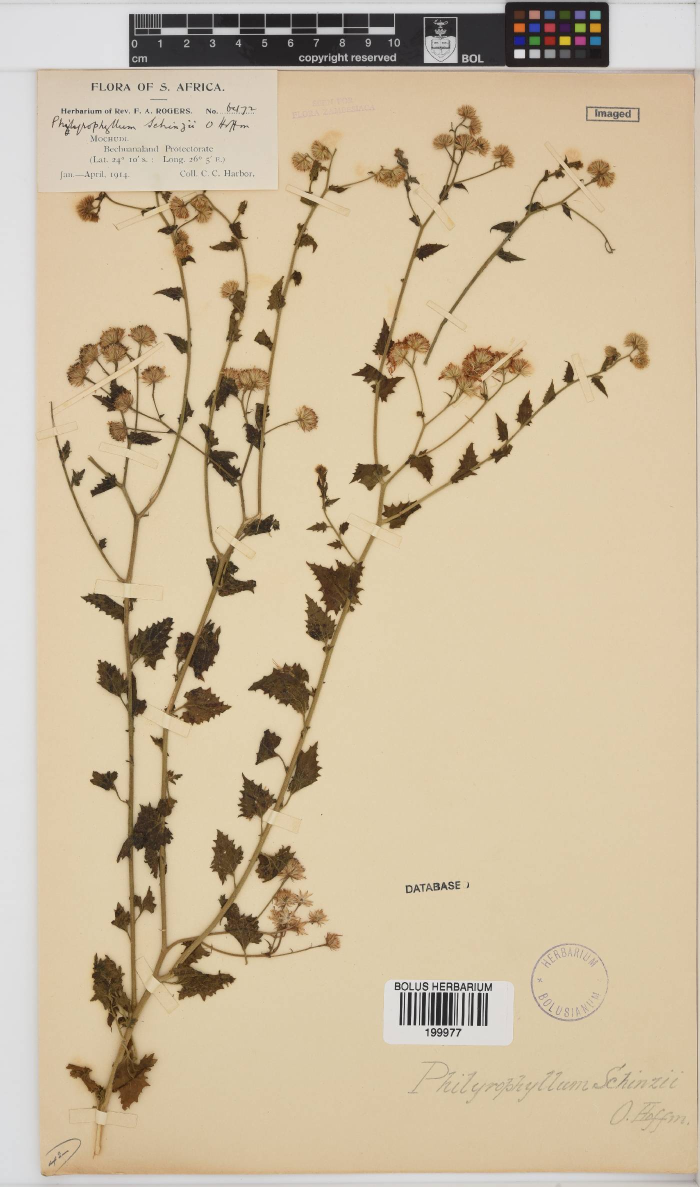 Philyrophyllum schinzii image