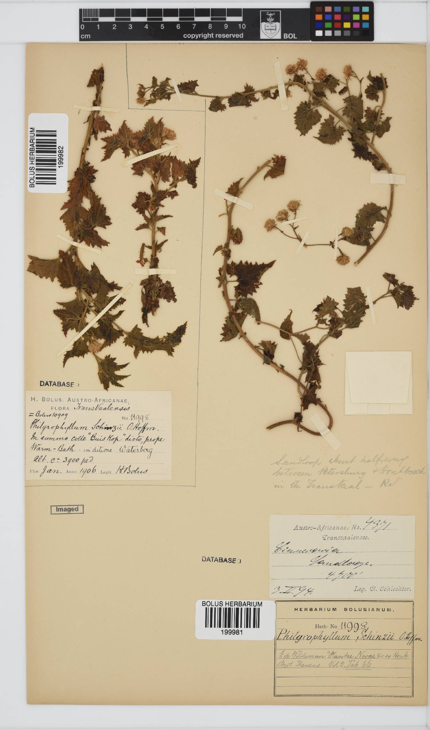 Philyrophyllum image