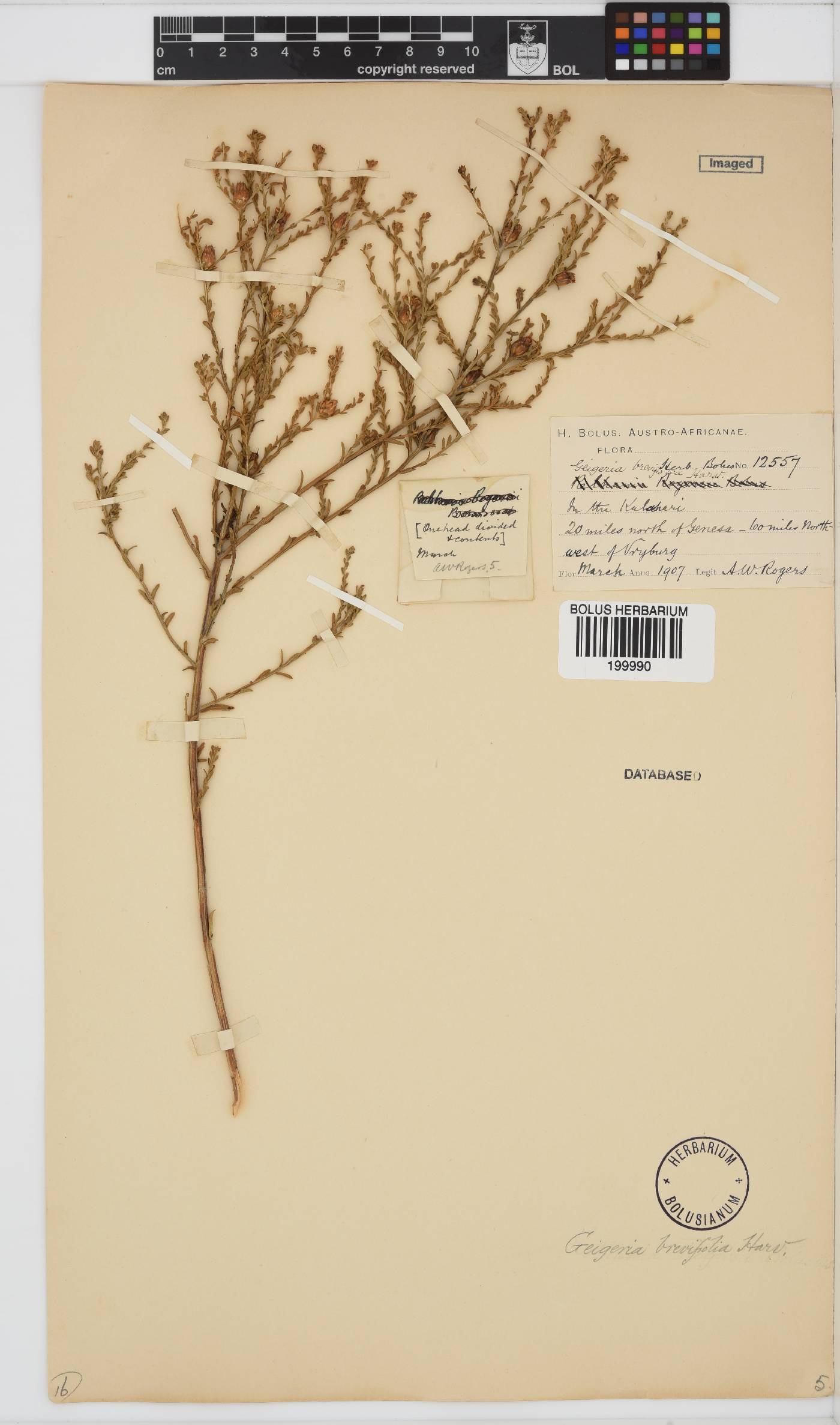 Geigeria brevifolia image