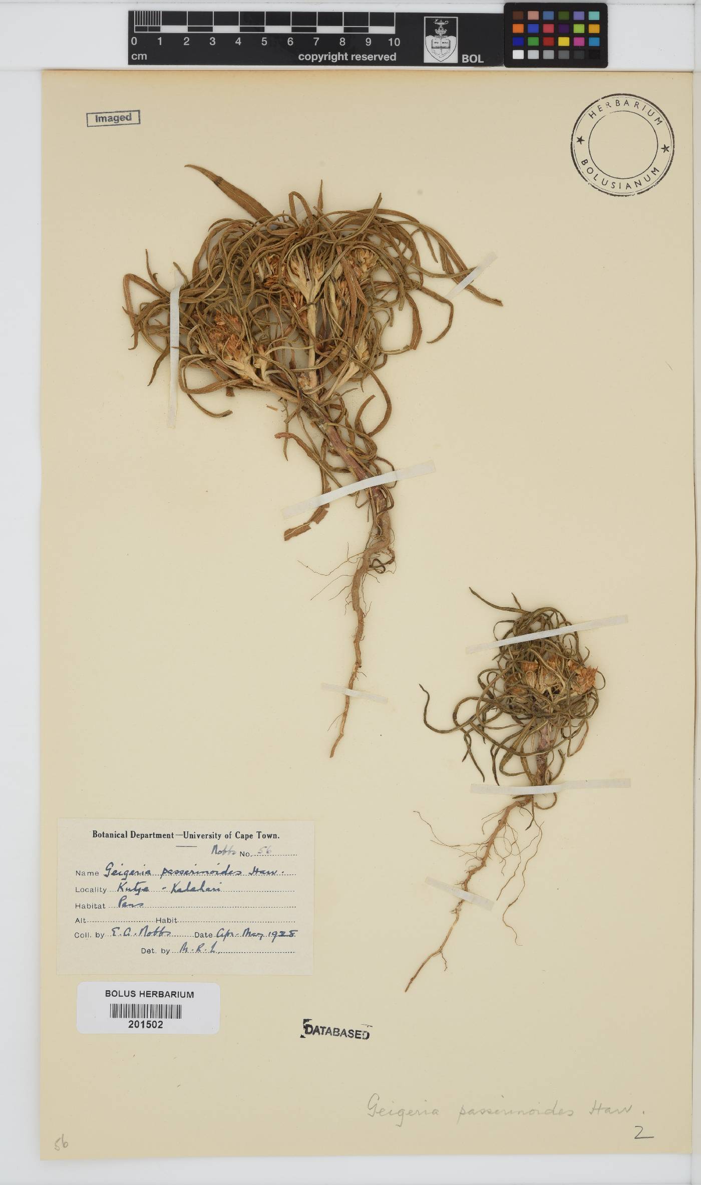 Geigeria ornativa image