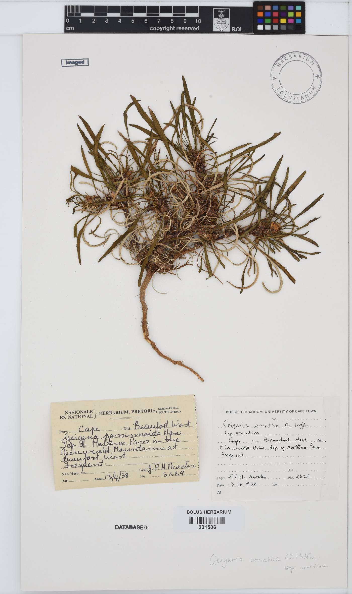 Geigeria ornativa image
