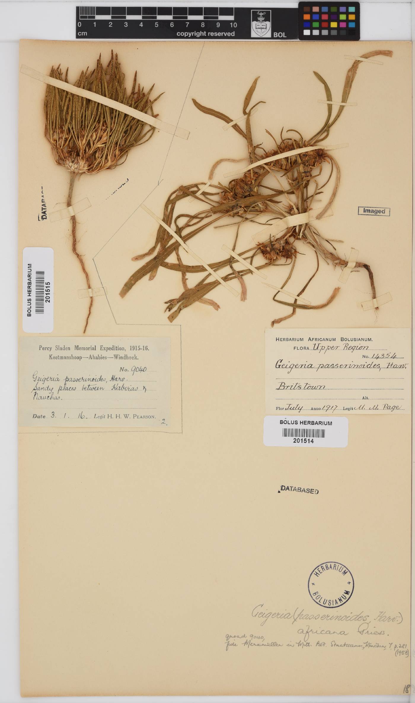Geigeria ornativa image