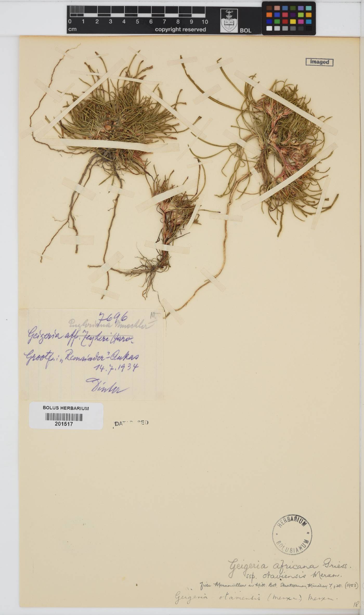 Geigeria otaviensis image