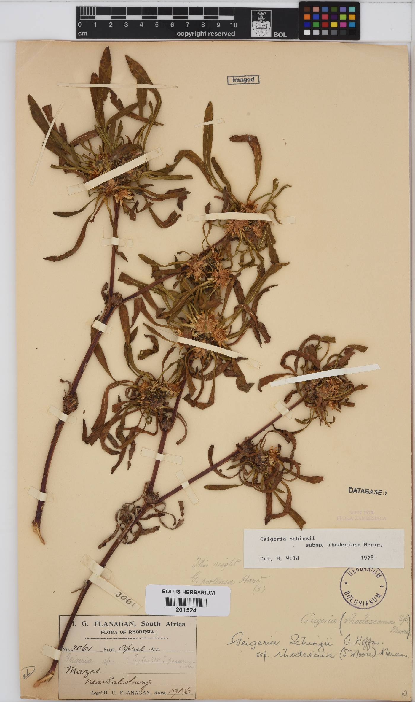 Geigeria schinzii subsp. rhodesiana image