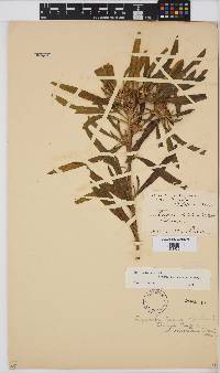Geigeria schinzii subsp. rhodesiana image