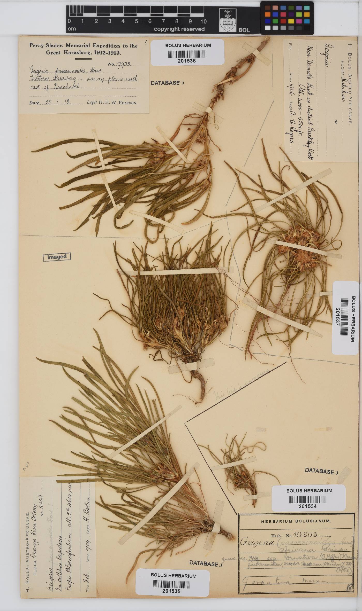 Geigeria ornativa image