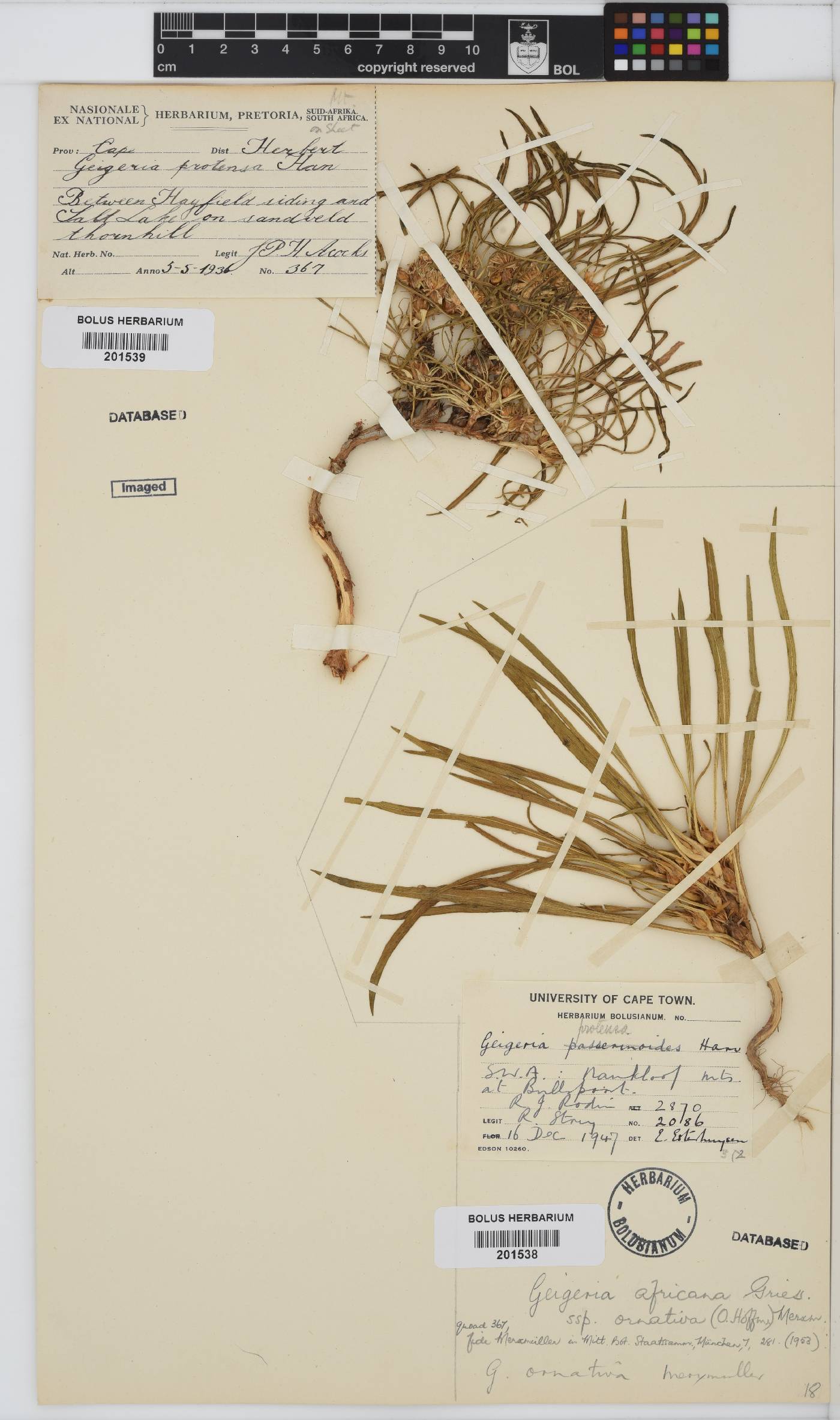 Geigeria ornativa image