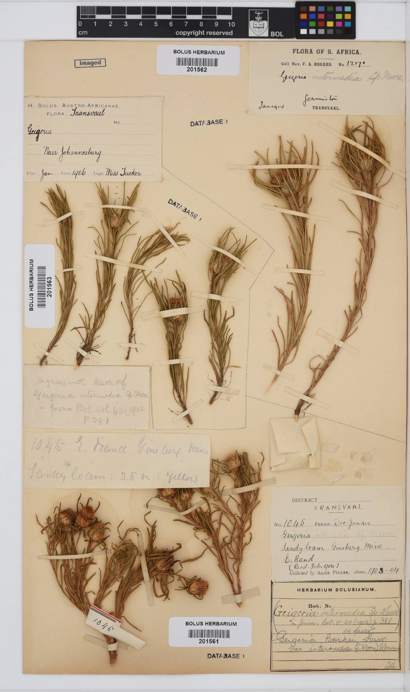 Geigeria burkei subsp. burkei image