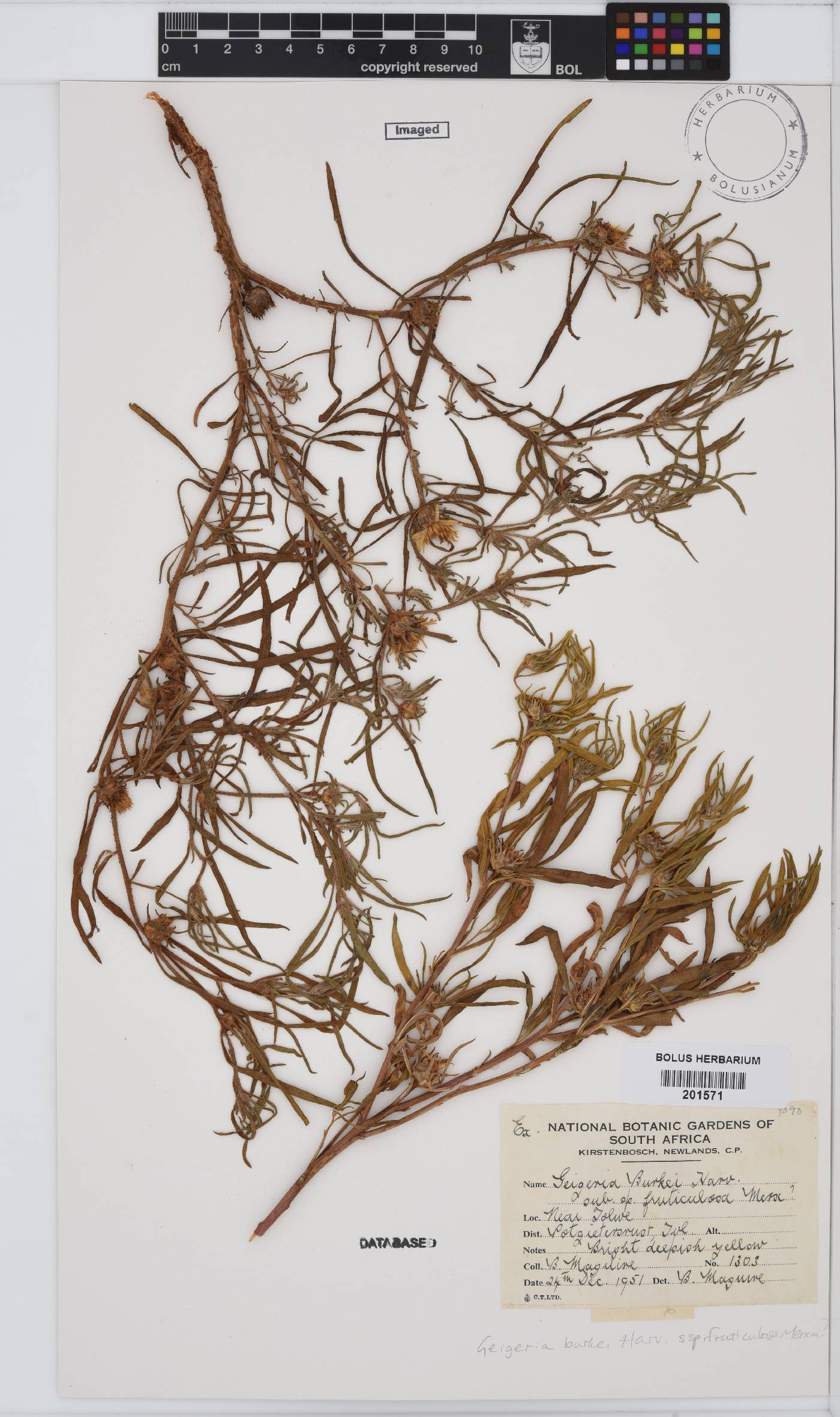 Geigeria burkei subsp. fruticulosa image