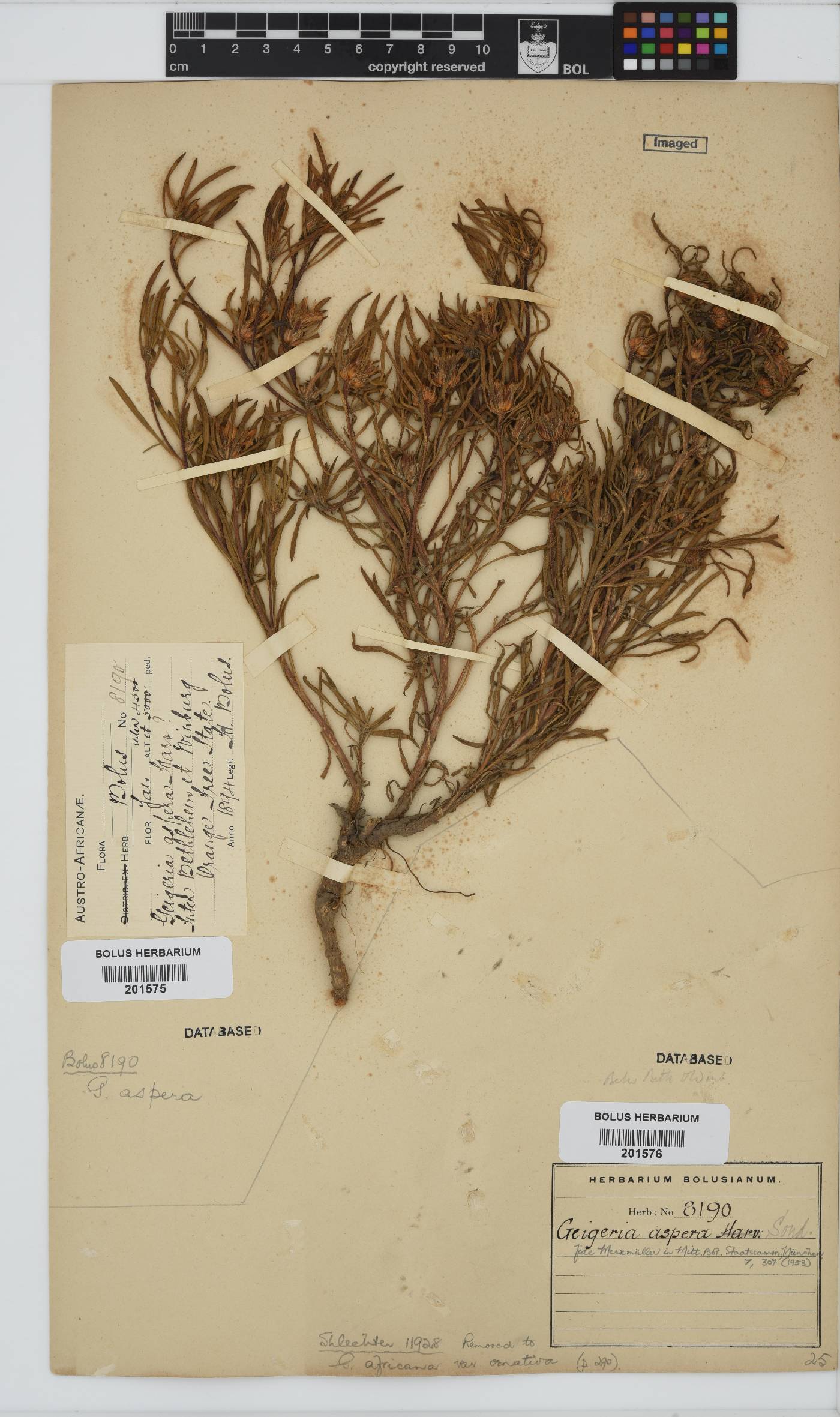 Geigeria aspera image
