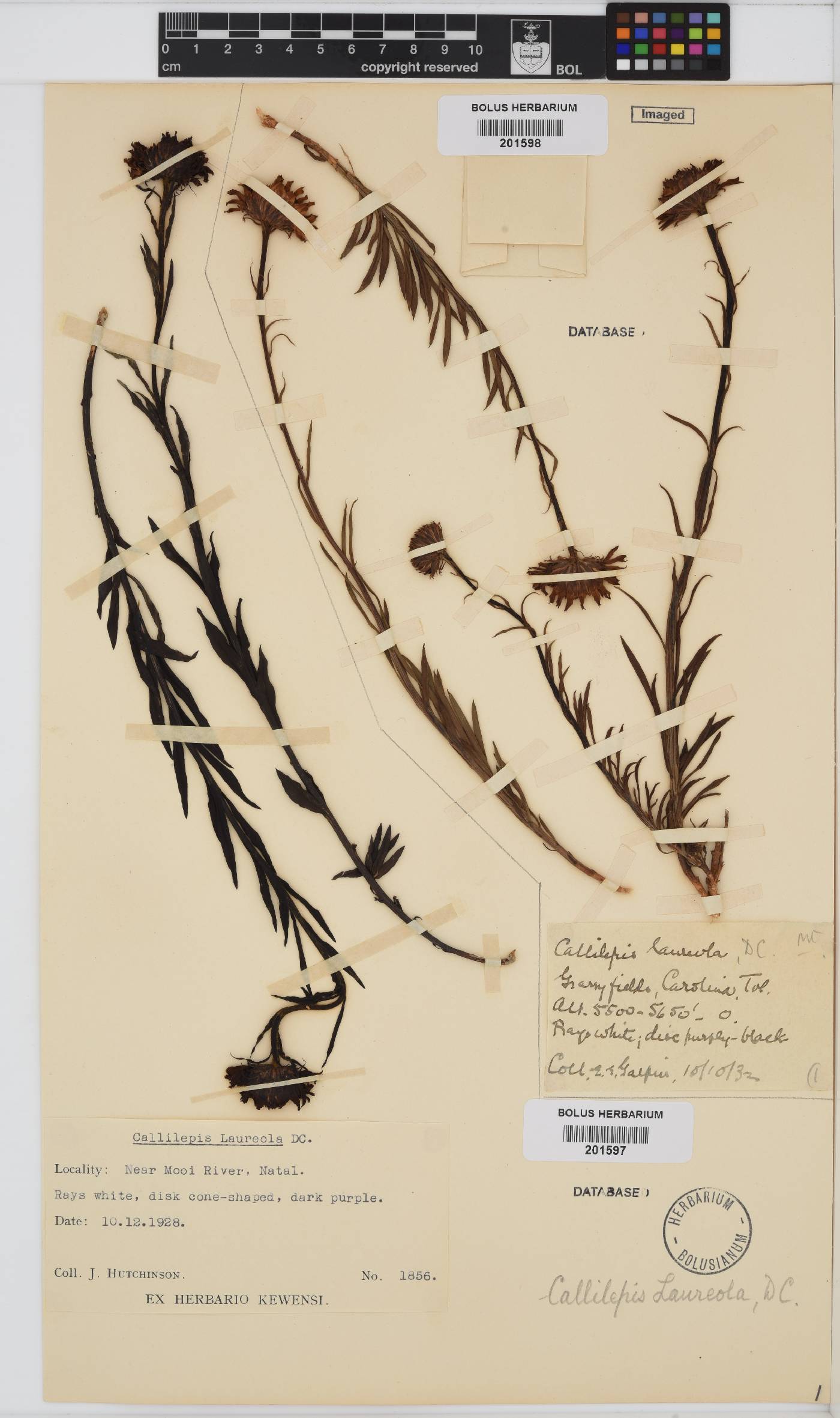 Callilepis image