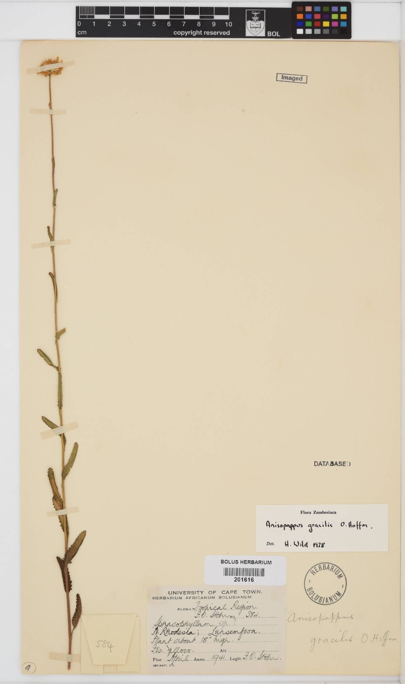 Anisopappus image