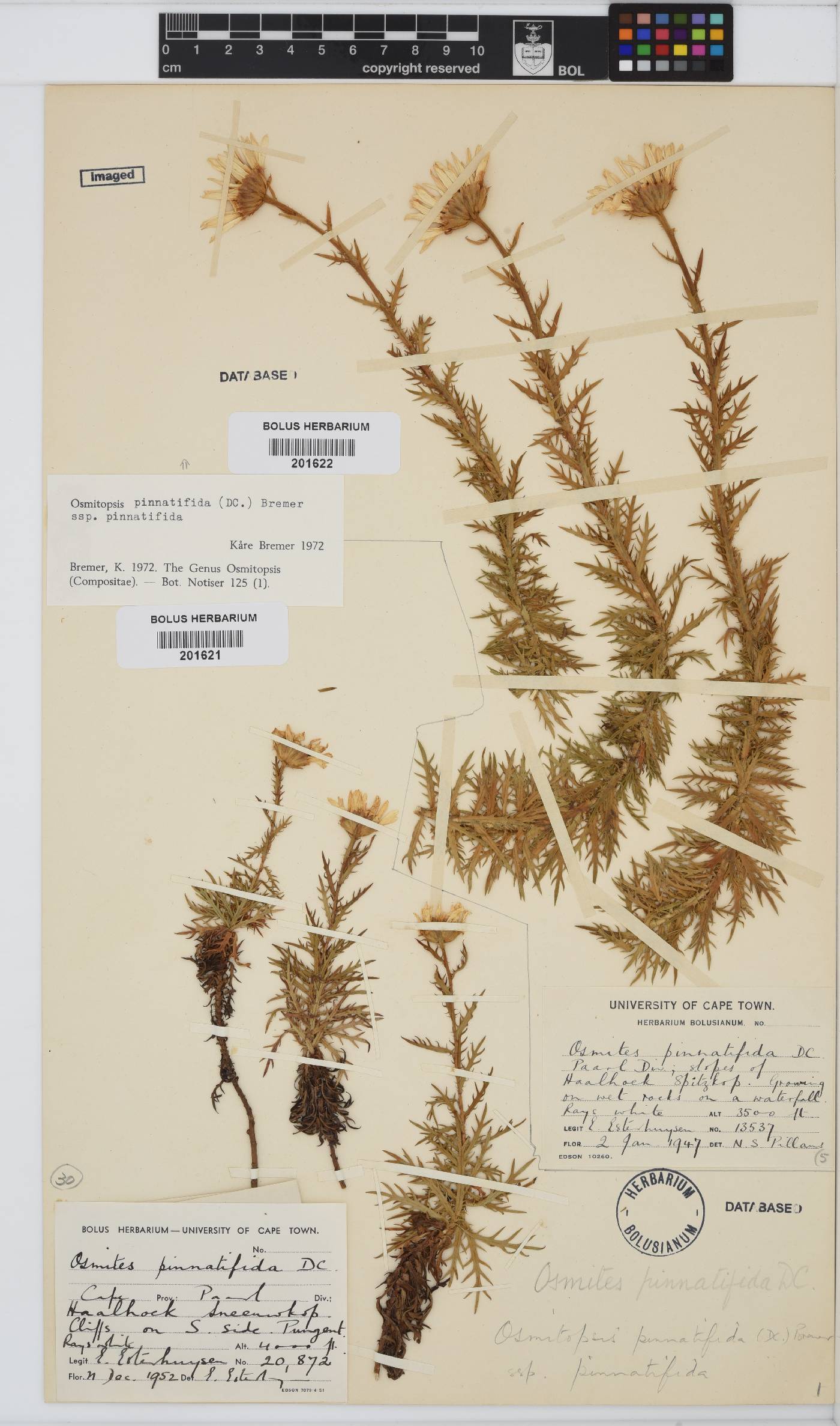 Osmitopsis pinnatifida subsp. pinnatifida image