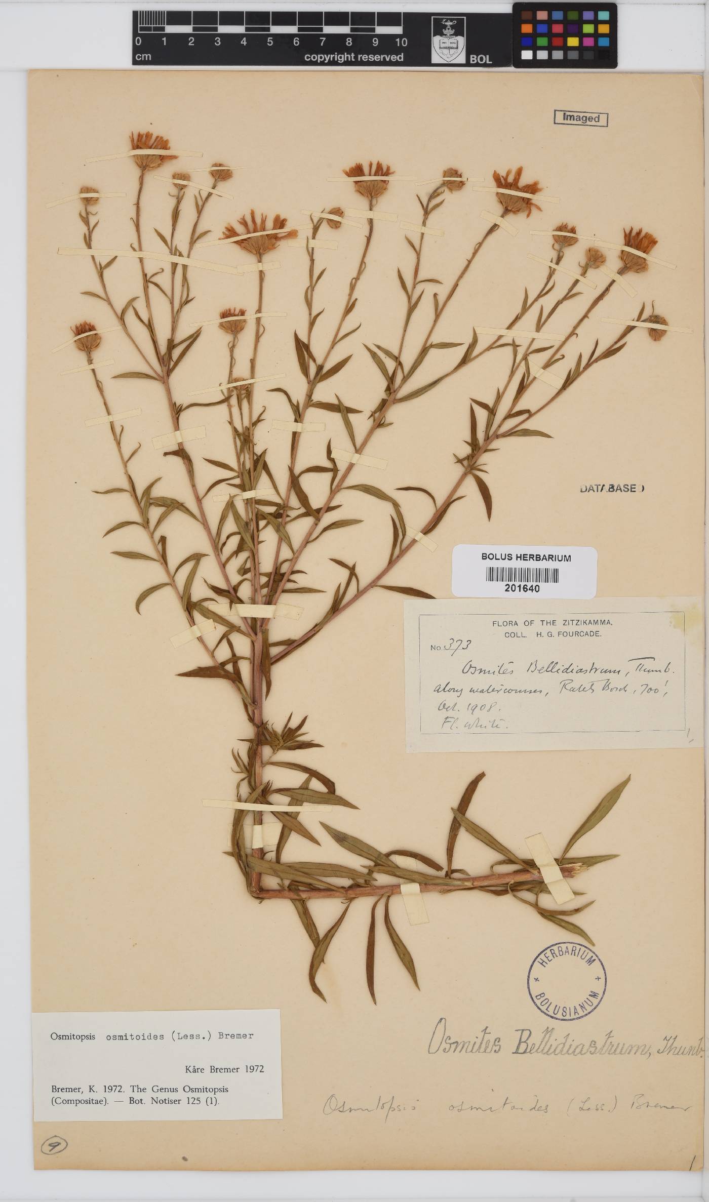 Osmitopsis osmitoides image