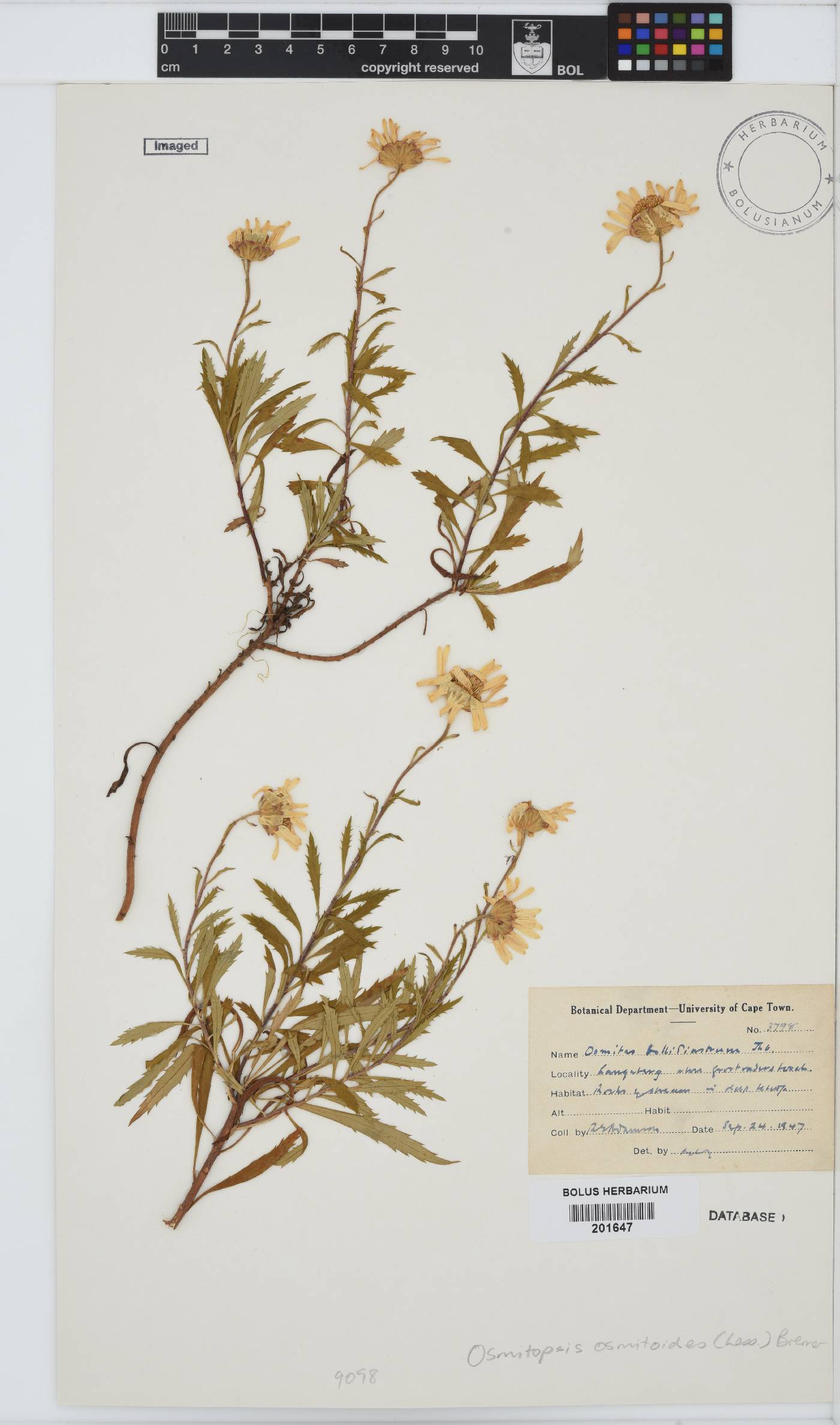 Osmitopsis osmitoides image