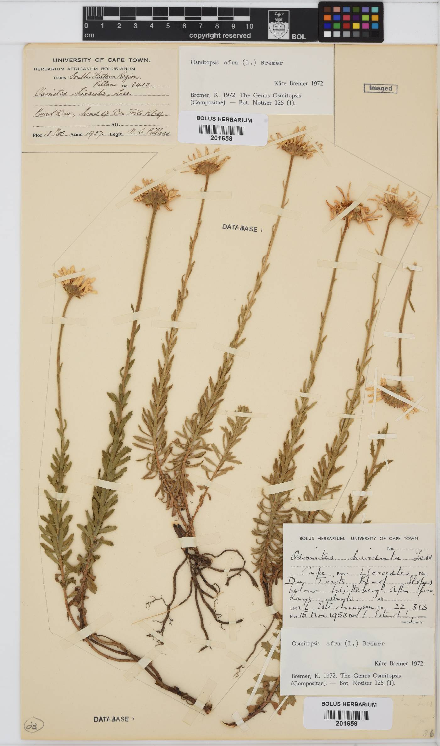 Osmitopsis afra image