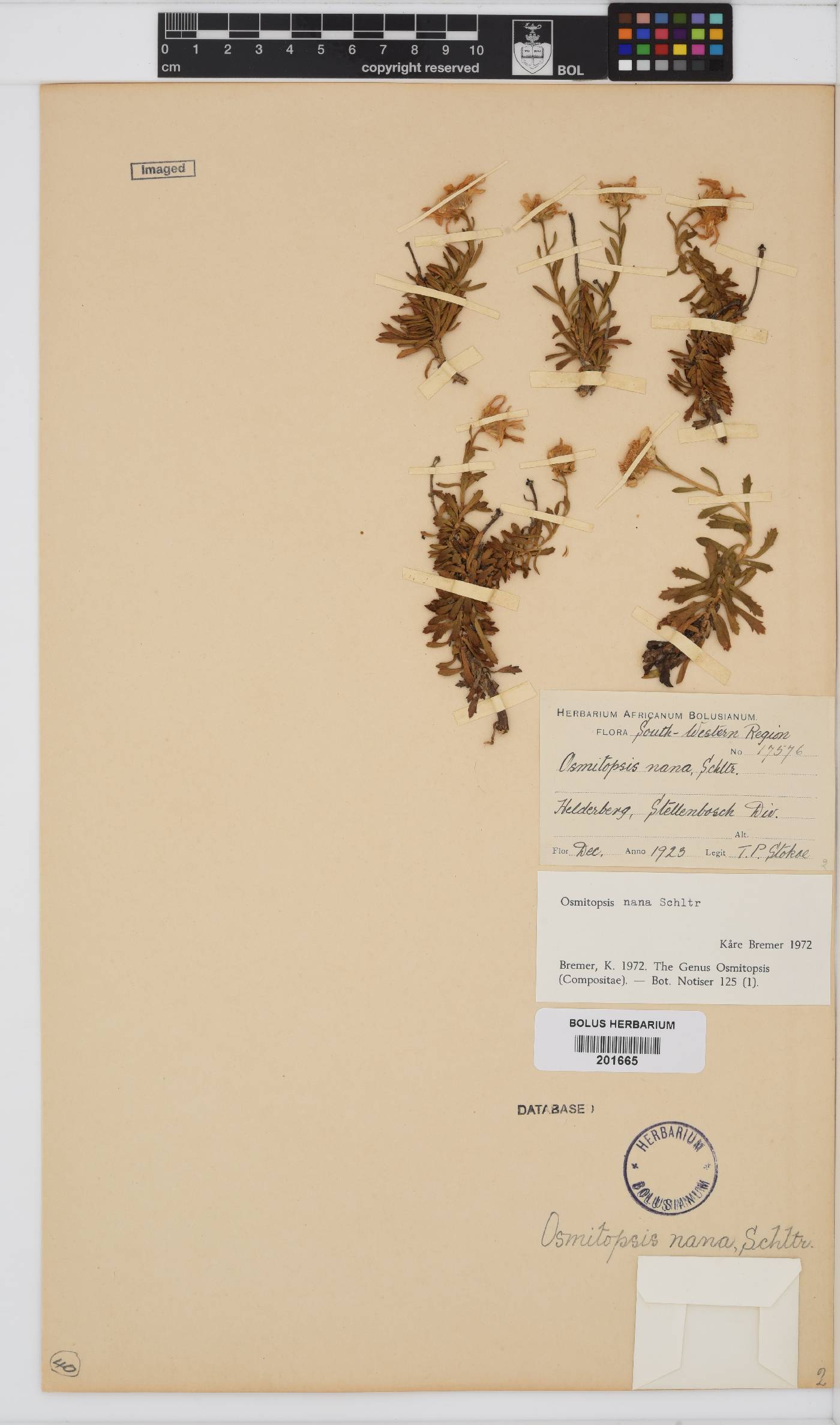 Osmitopsis nana image