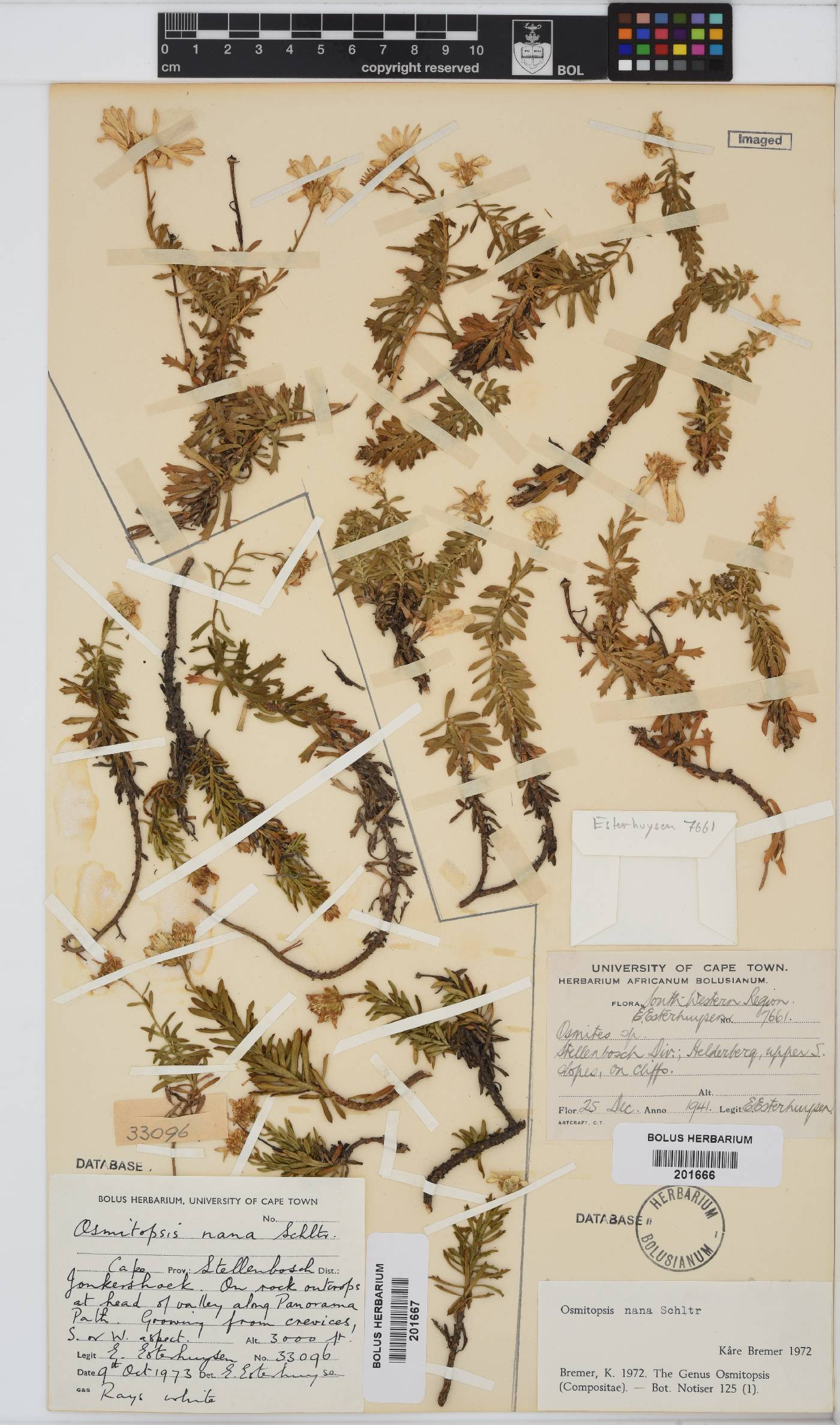 Osmitopsis nana image