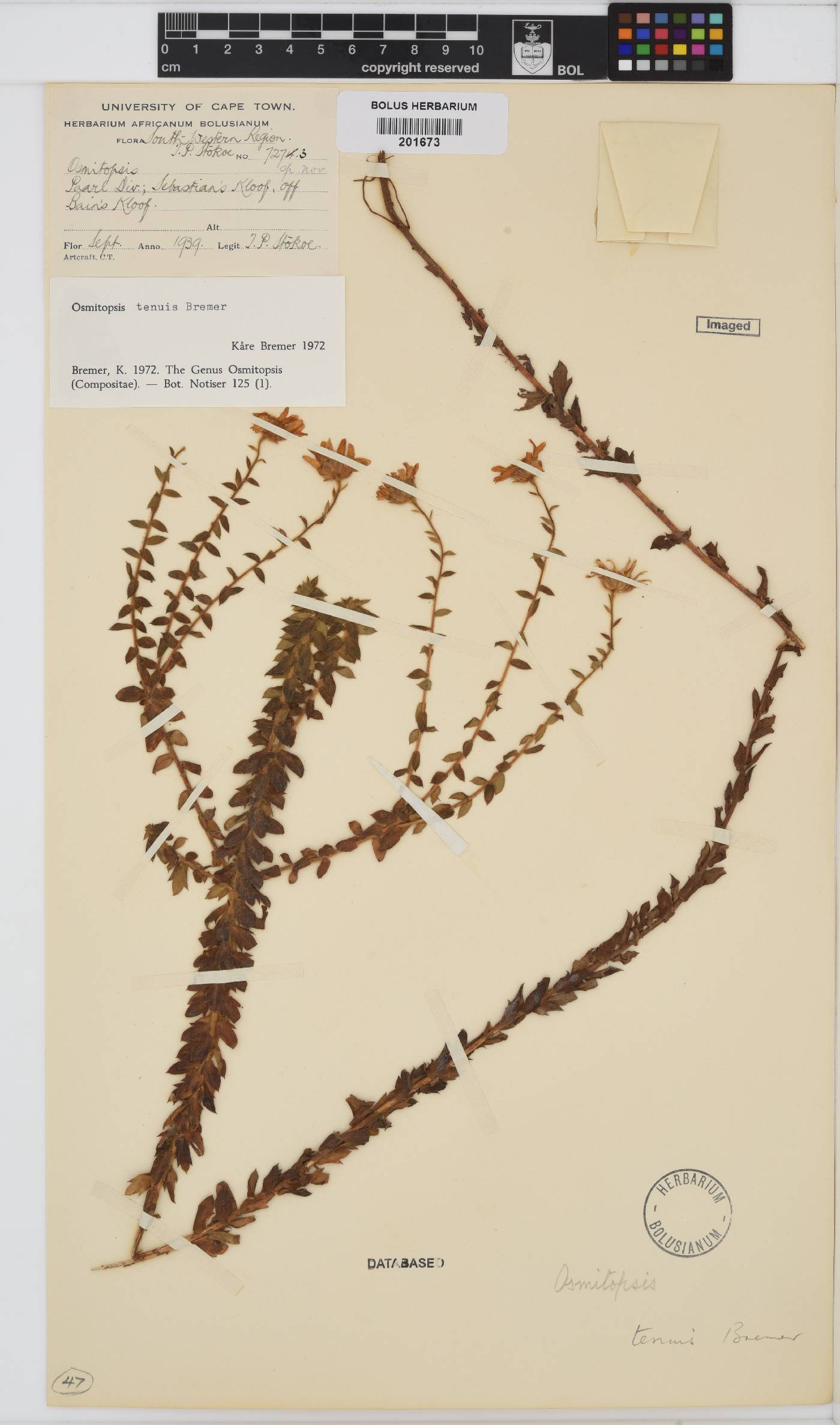 Osmitopsis tenuis image